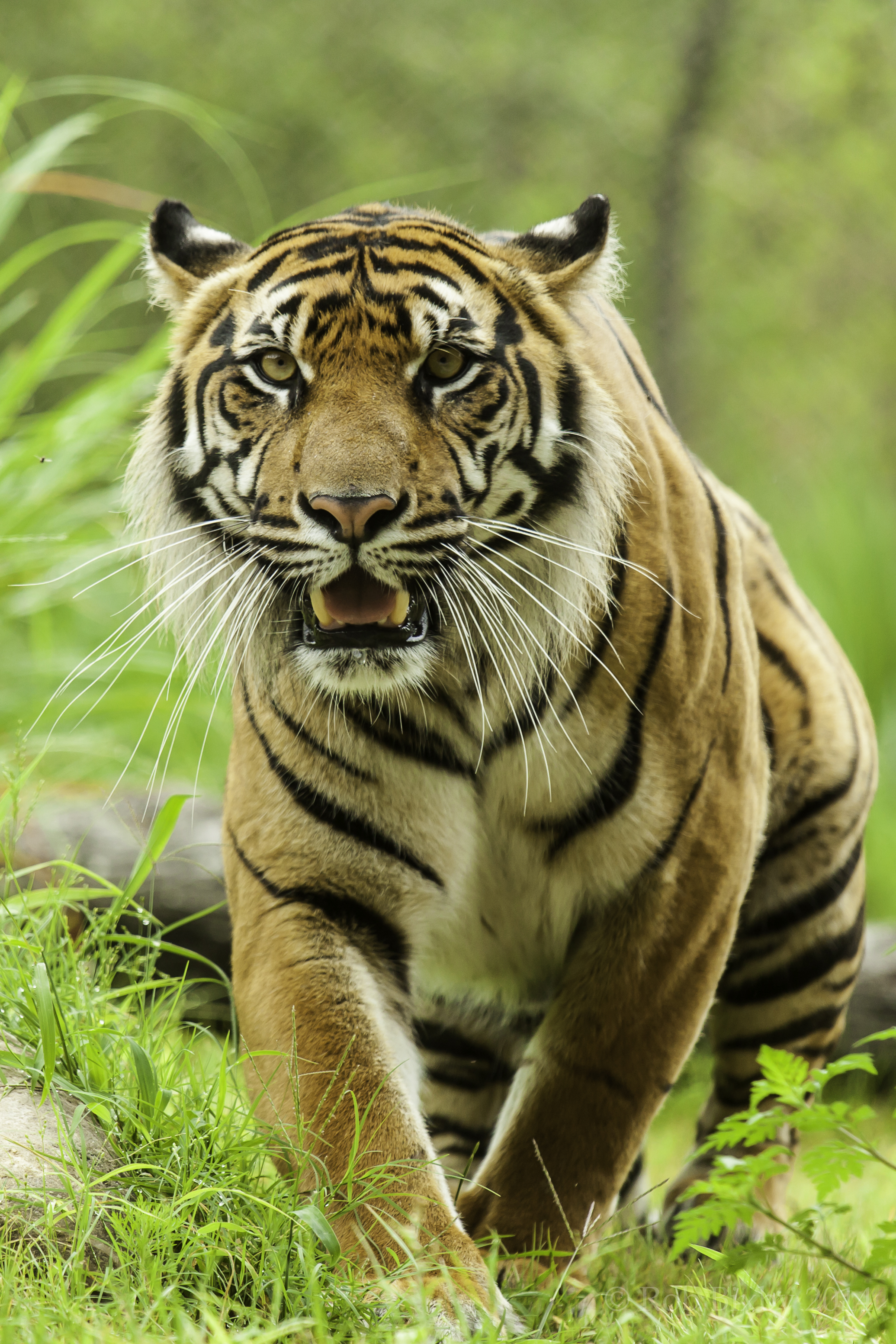 68616 скачать обои большая кошка, животные, тигр, хищник, взгляд, трава - заставки и картинки бесплатно
