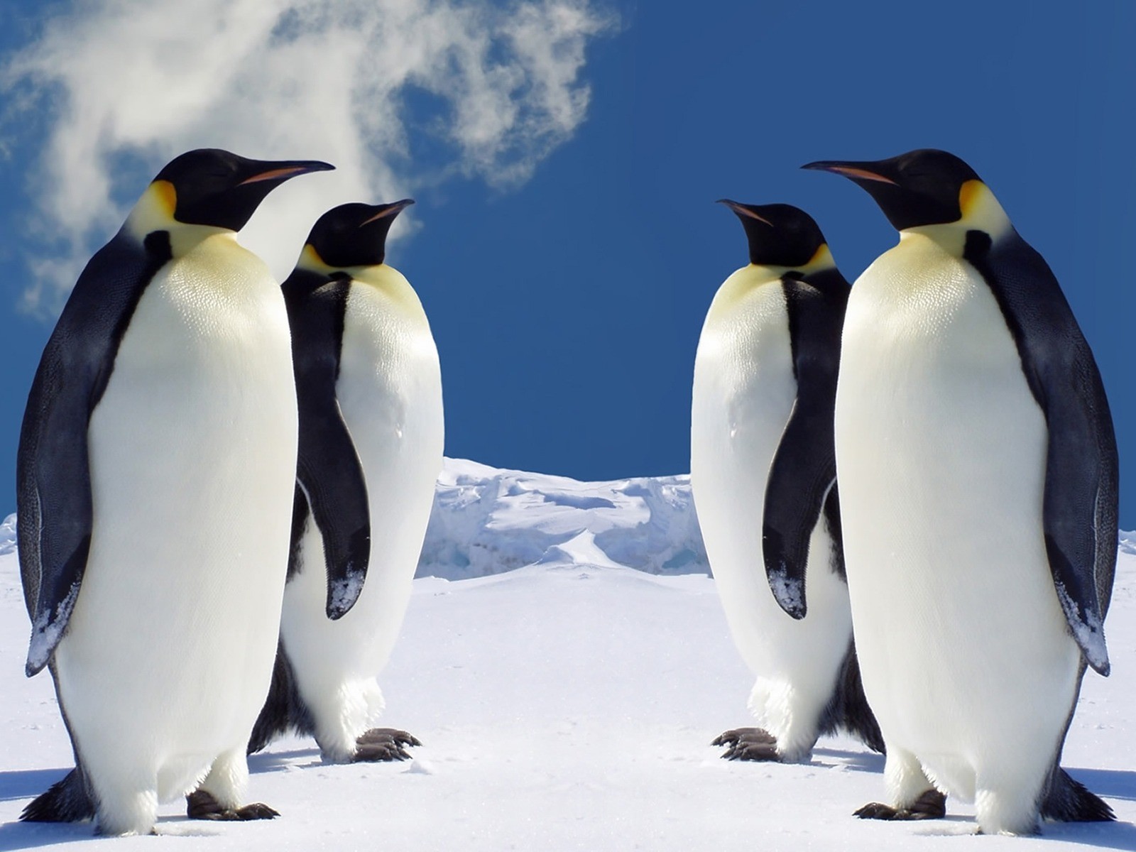 animal, emperor penguin, birds