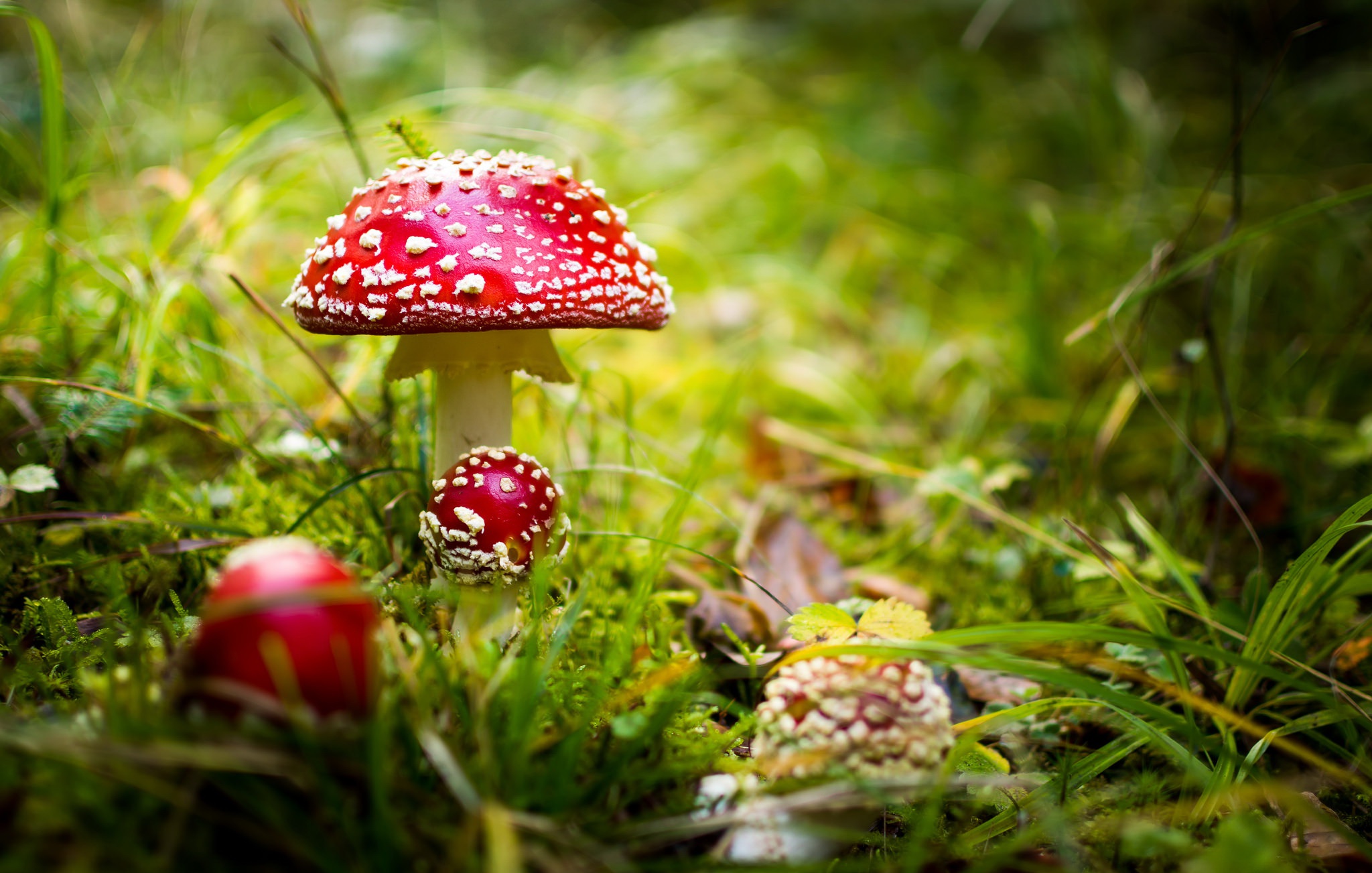 Download mobile wallpaper Nature, Grass, Close Up, Fall, Earth, Mushroom for free.