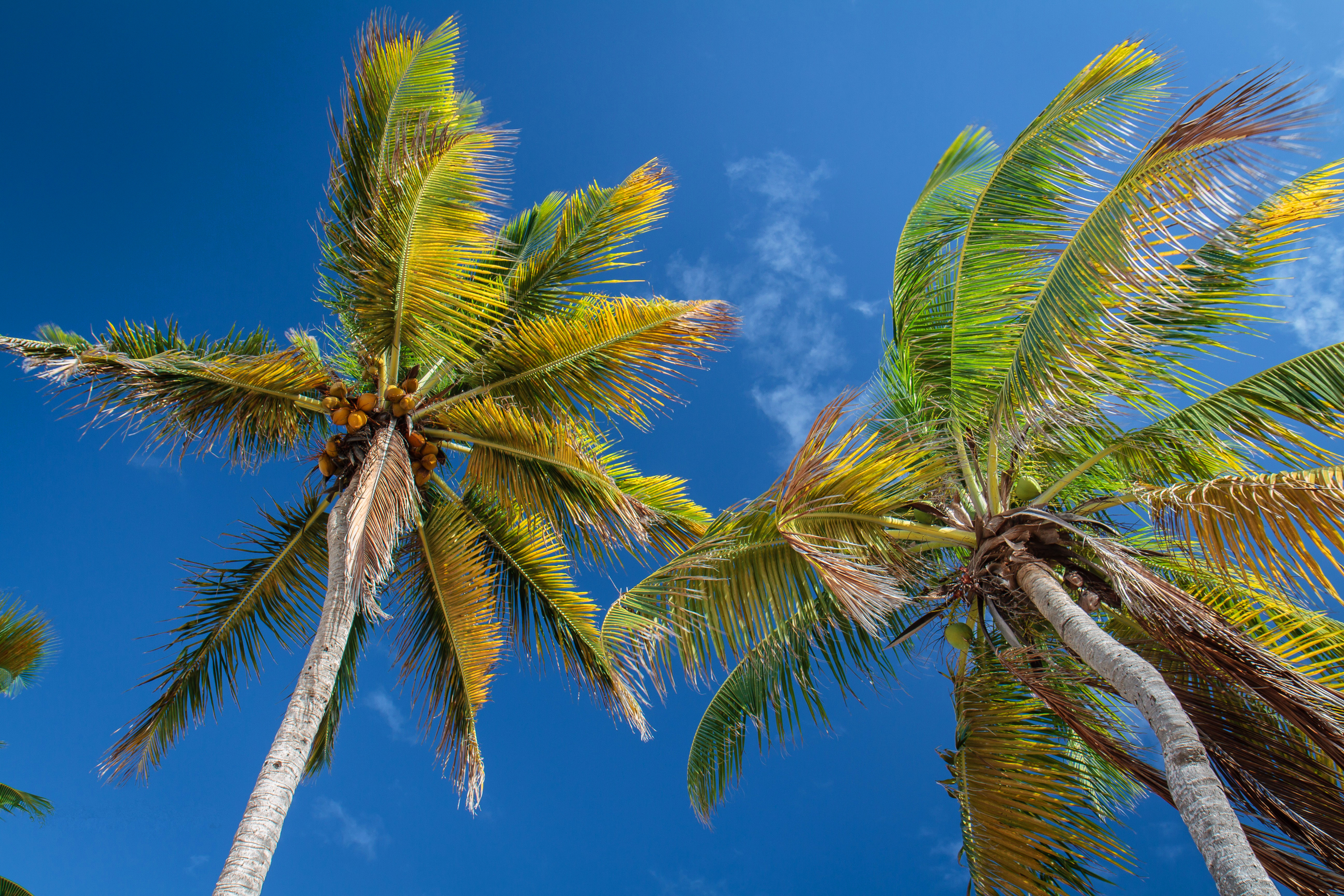 Free download wallpaper Nature, Sky, Tree, Earth, Tropical, Palm Tree on your PC desktop
