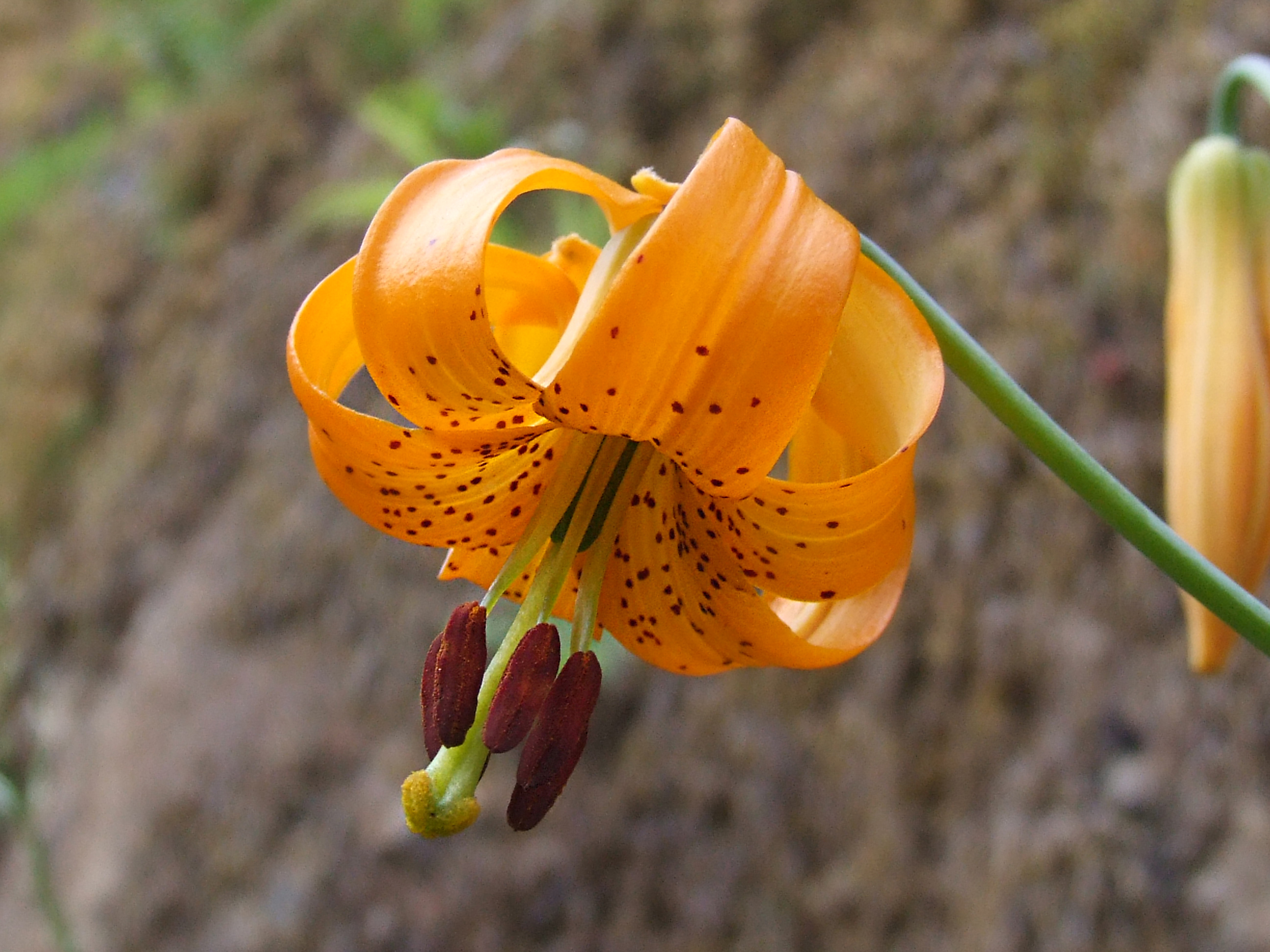 Laden Sie das Blumen, Blume, Erde/natur-Bild kostenlos auf Ihren PC-Desktop herunter