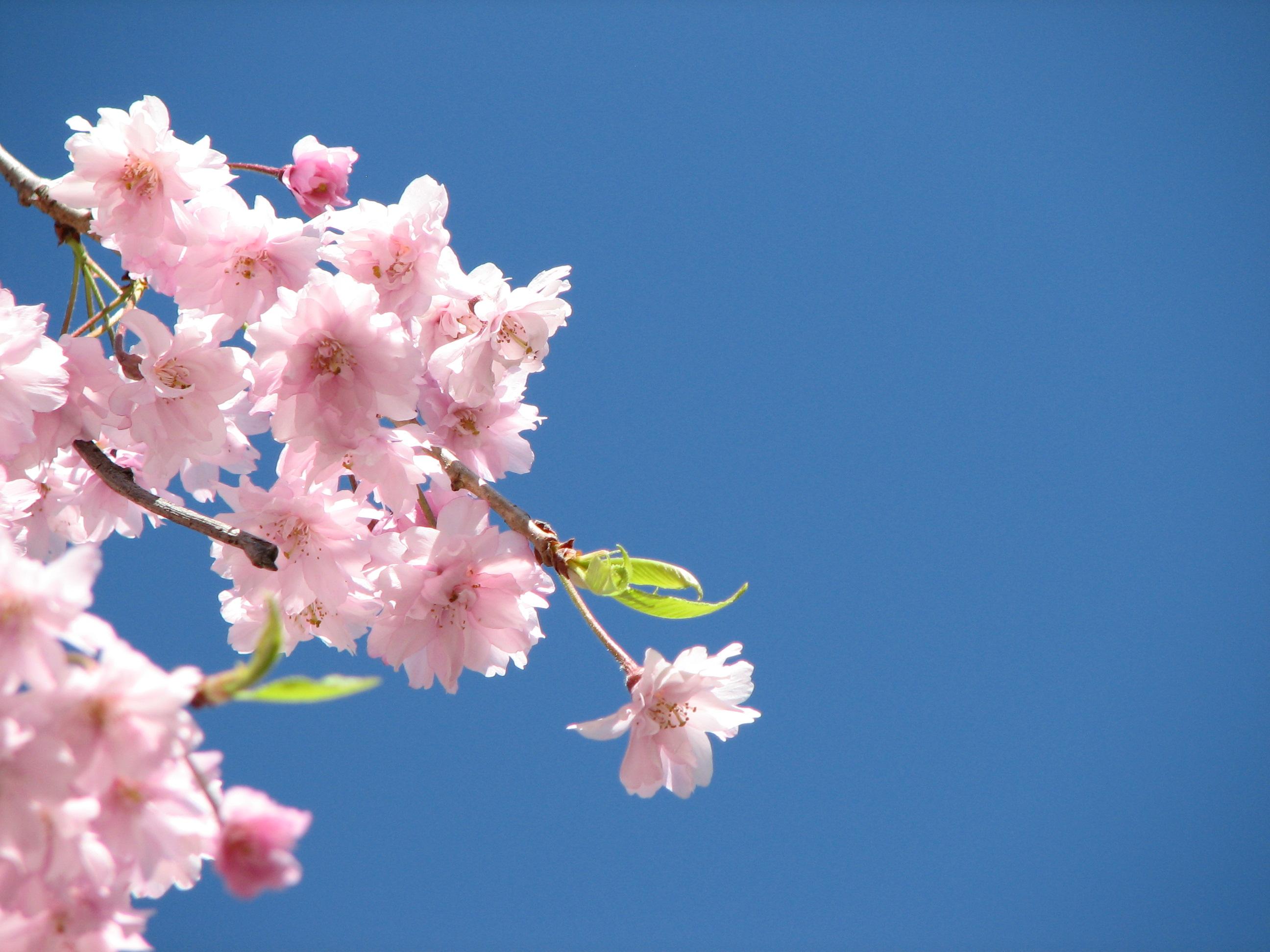 521306 скачать картинку розовый цветок, цвести, земля/природа, флауэрсы - обои и заставки бесплатно