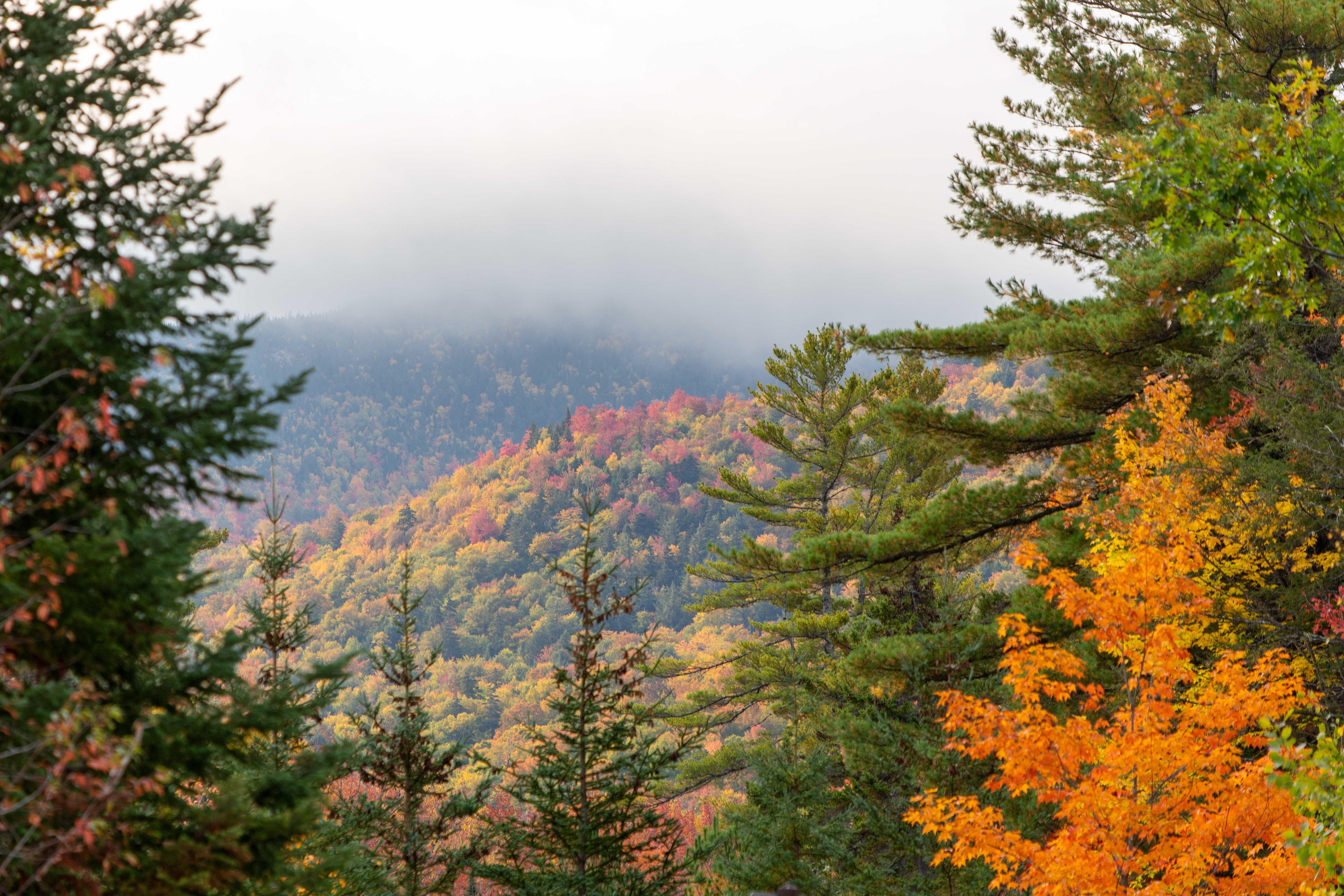 無料モバイル壁紙自然, 森林, 森, 霧, スプルース, モミ, 秋をダウンロードします。
