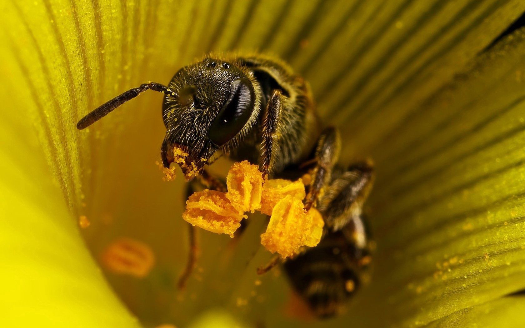 134143 télécharger l'image fleur, macro, insecte, abeille, pollinisation - fonds d'écran et économiseurs d'écran gratuits