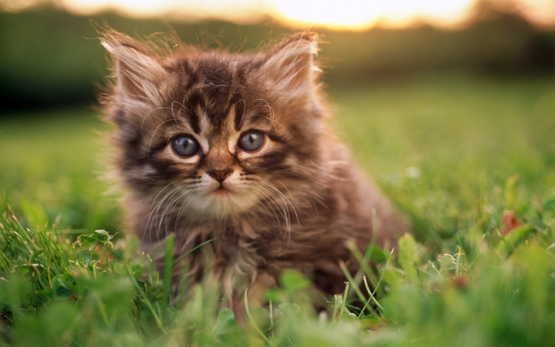 Baixar papel de parede para celular de Gato, Gatos, Animais gratuito.