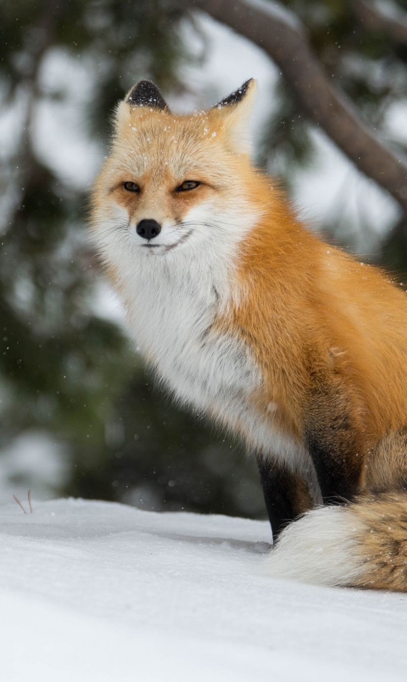 Handy-Wallpaper Tiere, Fuchs kostenlos herunterladen.