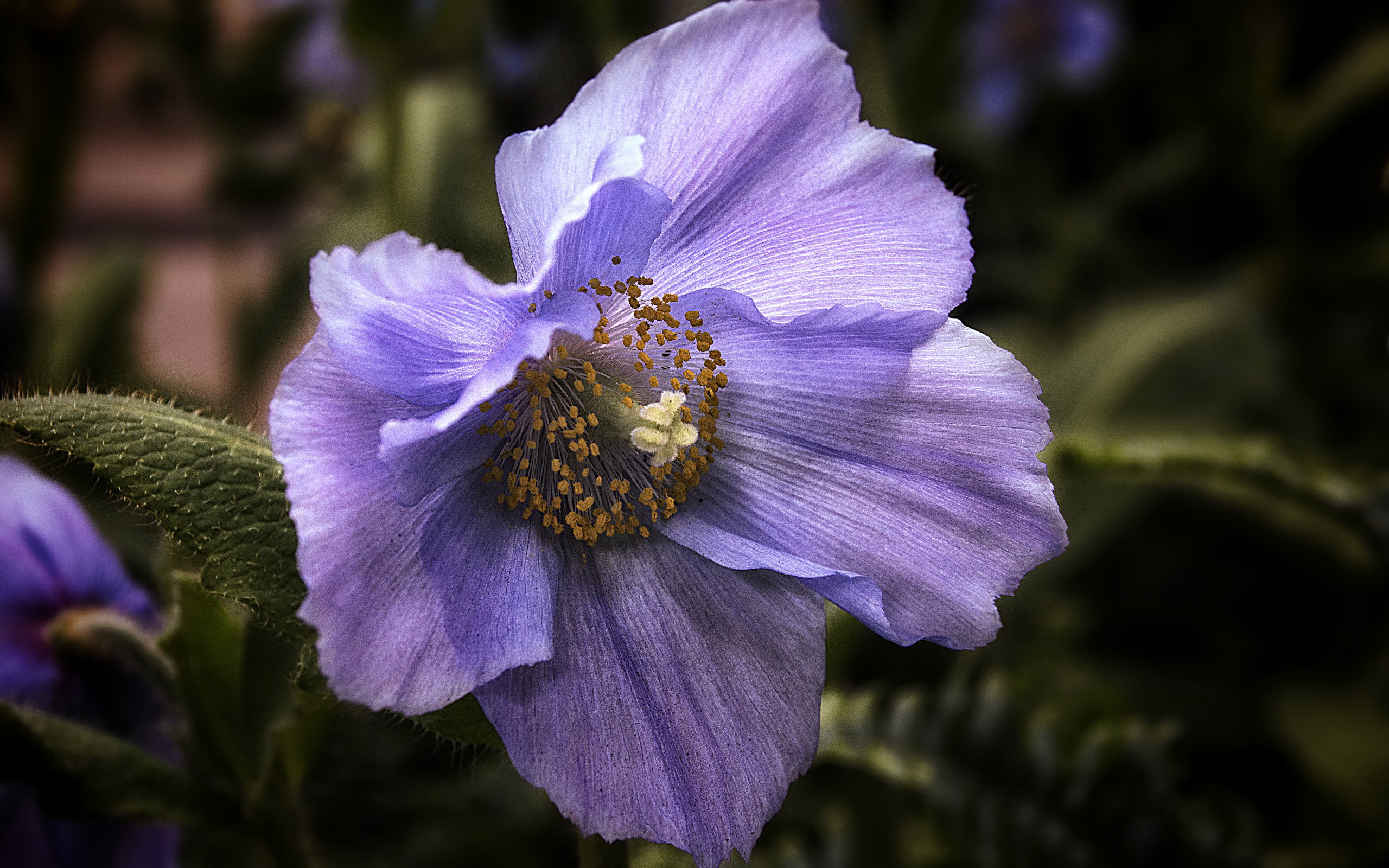 Laden Sie das Blumen, Blume, Erde/natur-Bild kostenlos auf Ihren PC-Desktop herunter