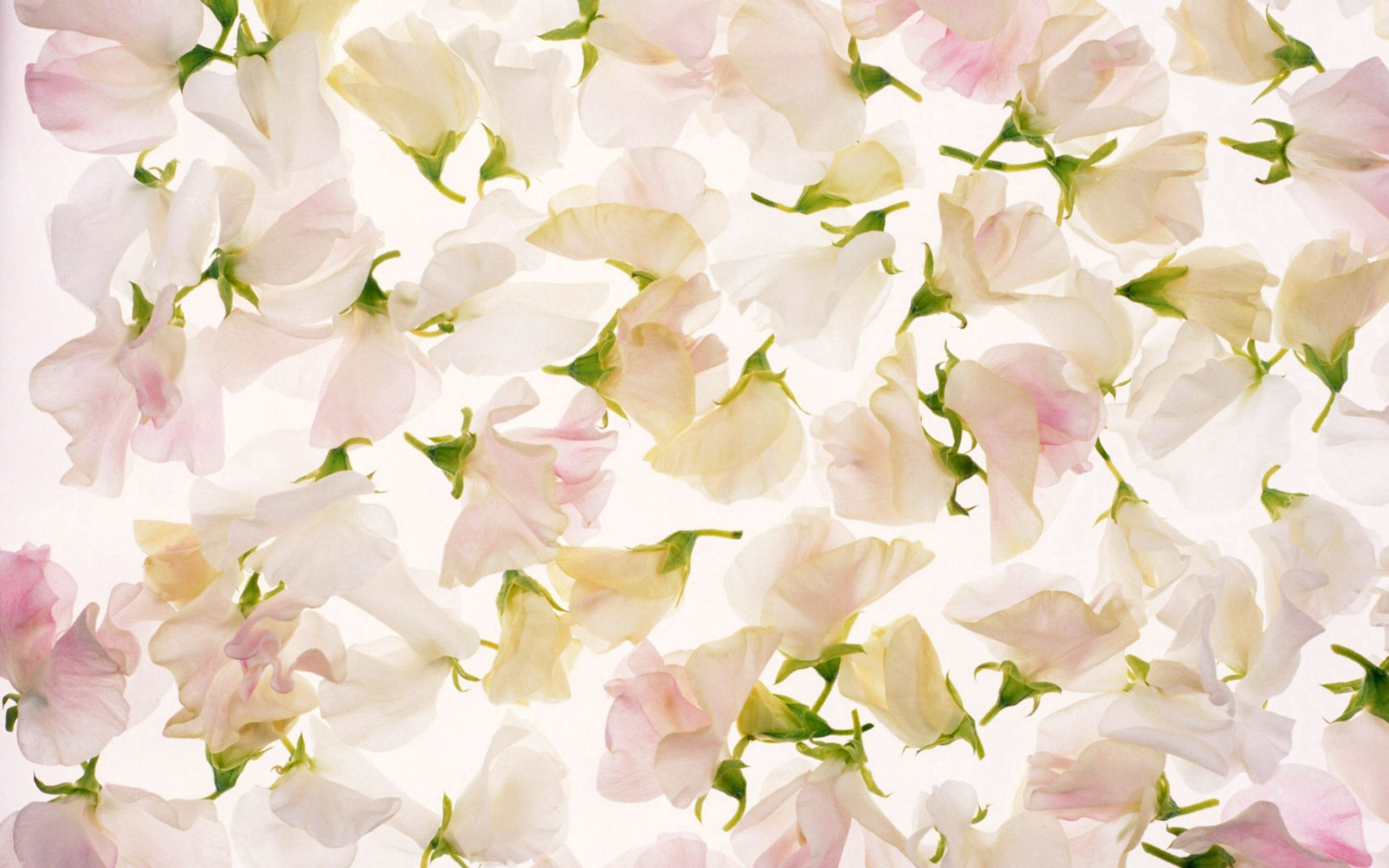 Free download wallpaper Light Coloured, Light, Buds, Petals, Flowers, Texture, Textures on your PC desktop