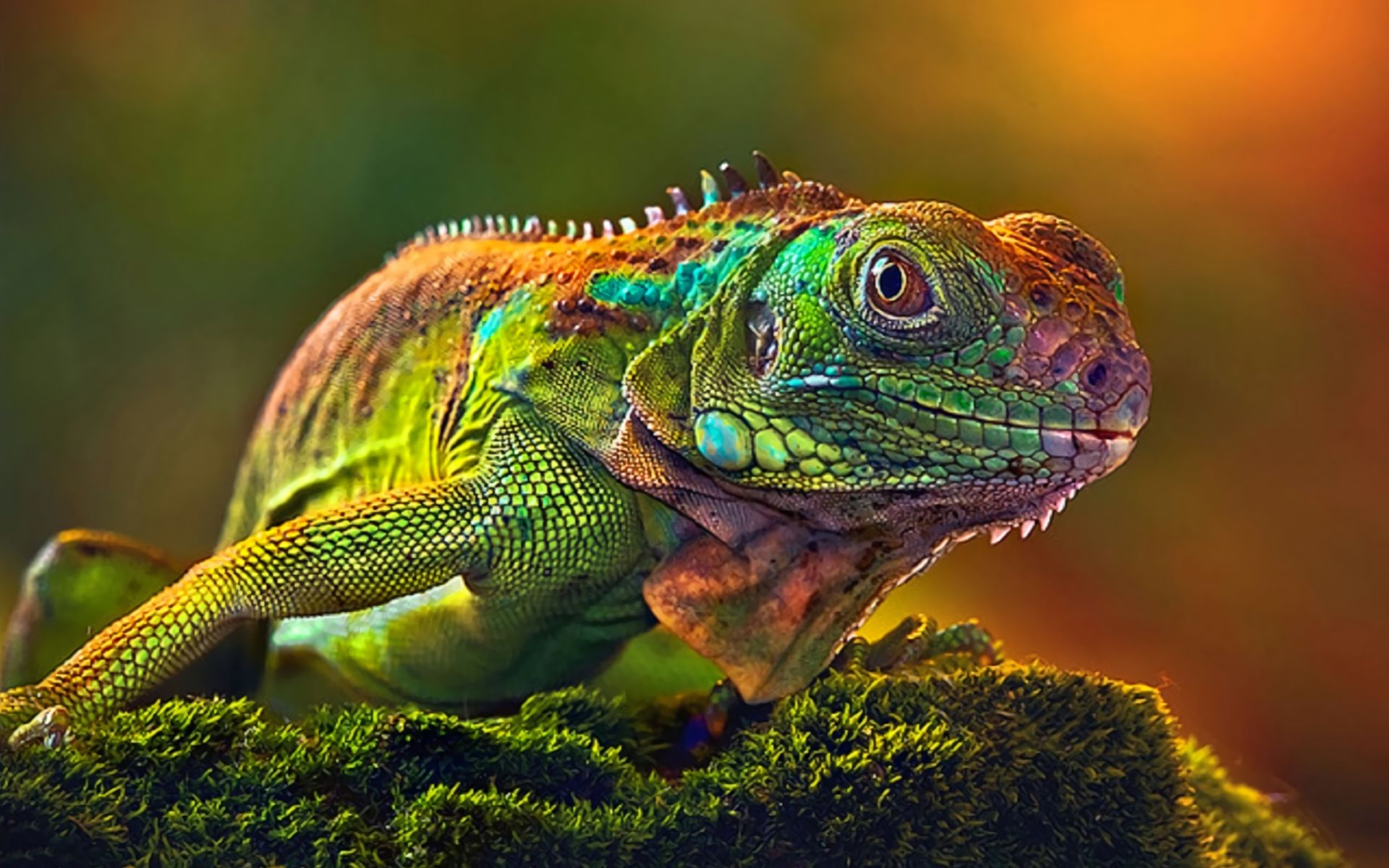 Descarga gratuita de fondo de pantalla para móvil de Animales, Lagarto, Reptiles, Iguana.