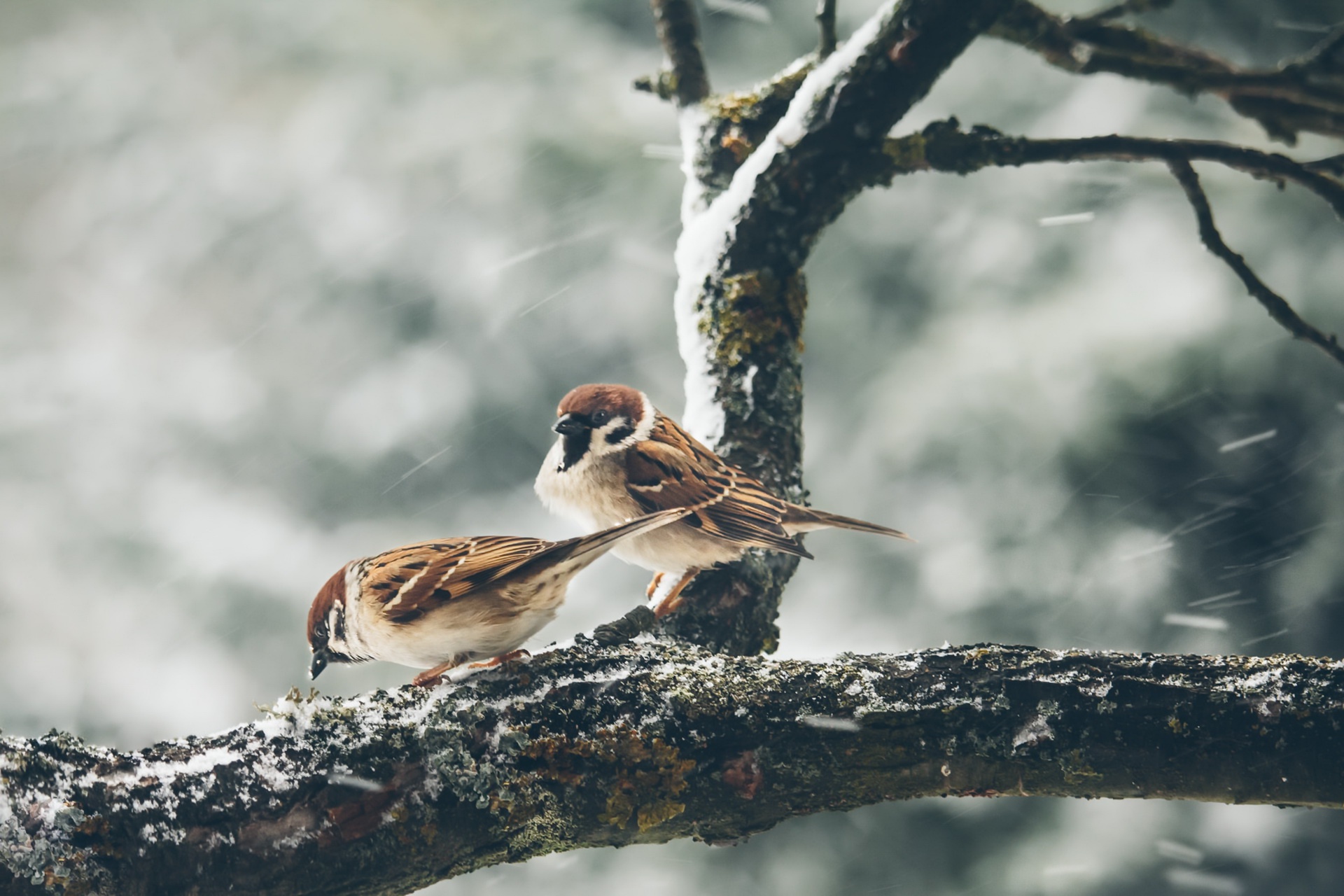 Free download wallpaper Birds, Bird, Sparrow, Animal, Wind on your PC desktop