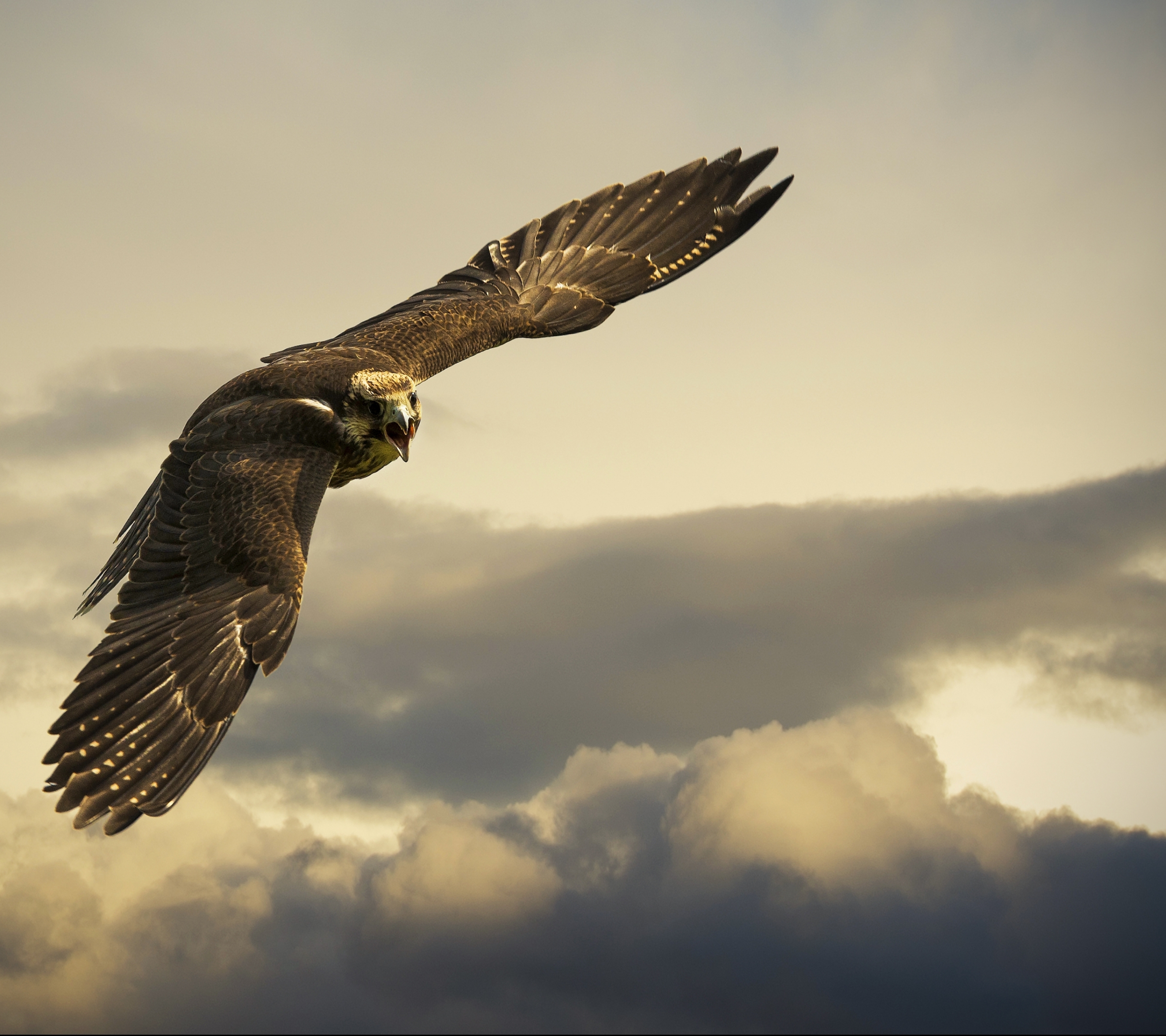 Free download wallpaper Birds, Bird, Animal, Eagle, Golden Eagle on your PC desktop