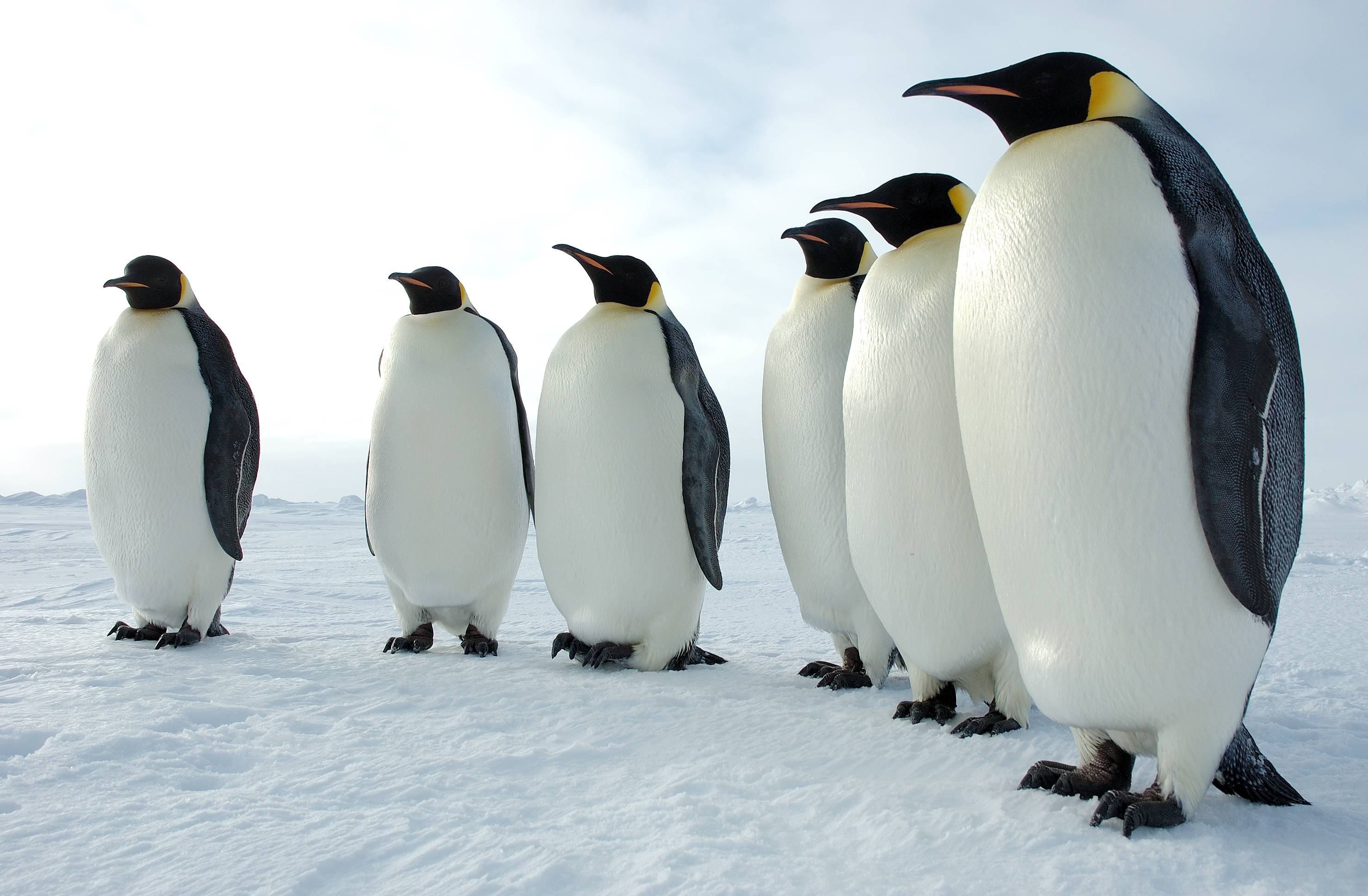 410739 Hintergrundbild herunterladen tiere, pinguin, kaiserpinguin, vögel - Bildschirmschoner und Bilder kostenlos