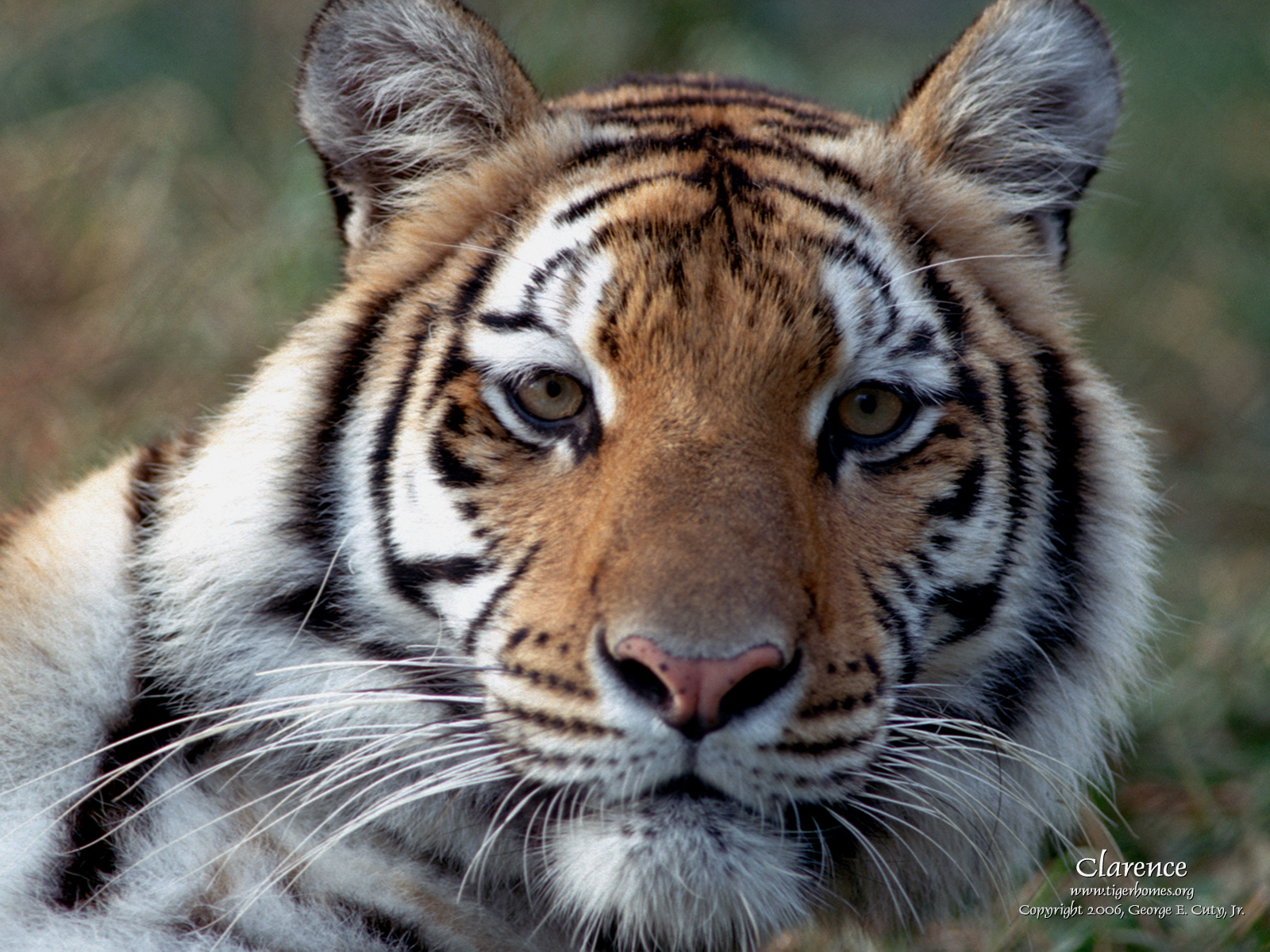 521359 baixar papel de parede animais, tigre, gatos - protetores de tela e imagens gratuitamente
