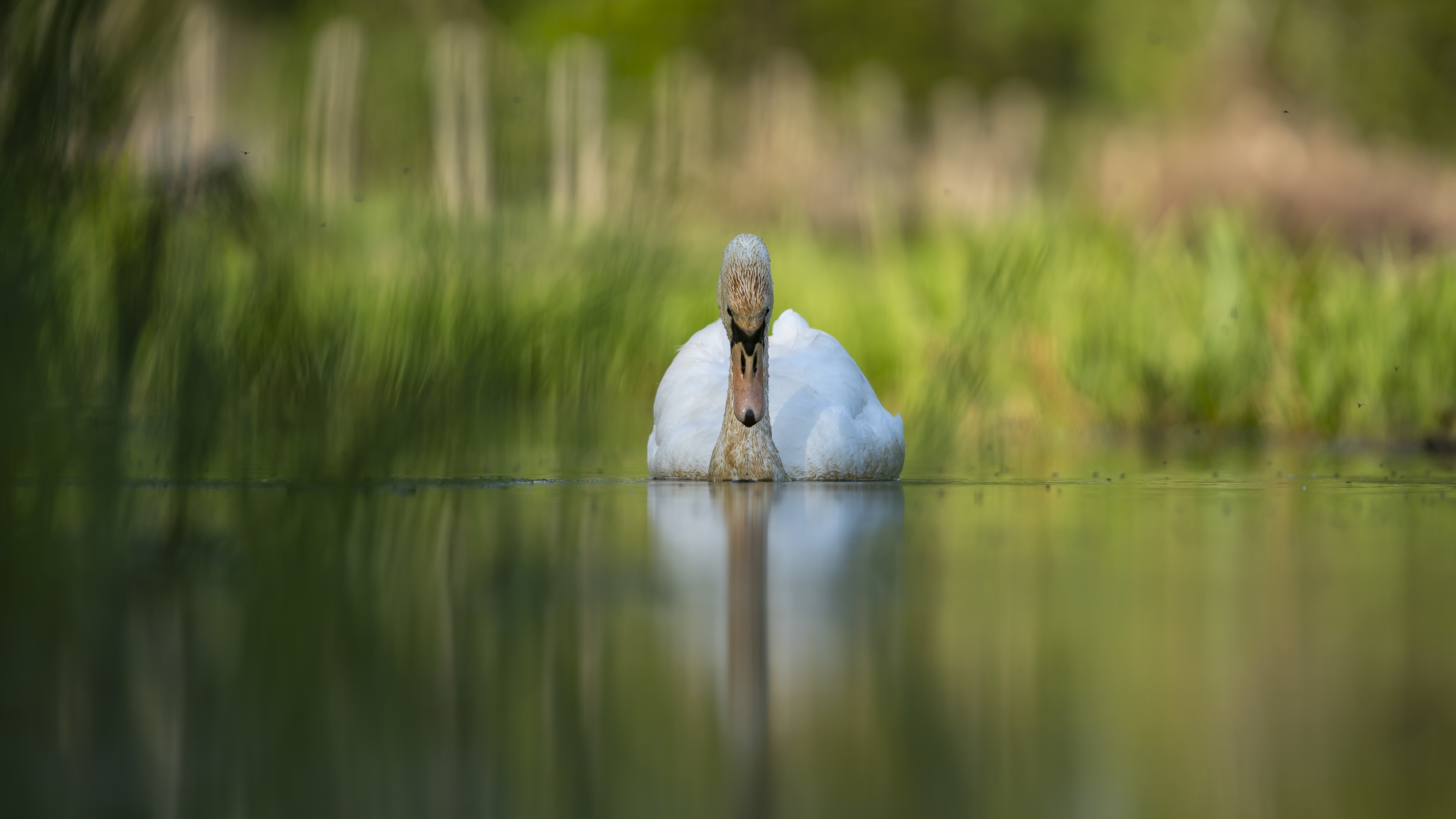 Download mobile wallpaper Birds, Animal, Swan for free.