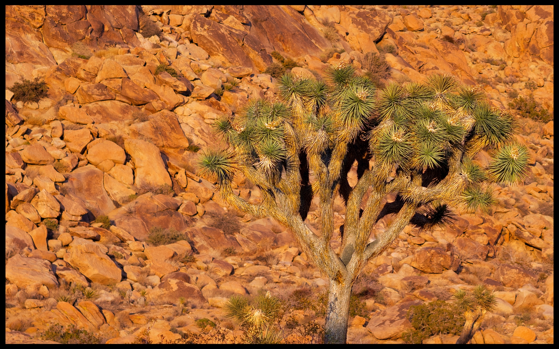 Laden Sie das Nationalpark, Erde/natur, Joshua Tree Nationalpark-Bild kostenlos auf Ihren PC-Desktop herunter