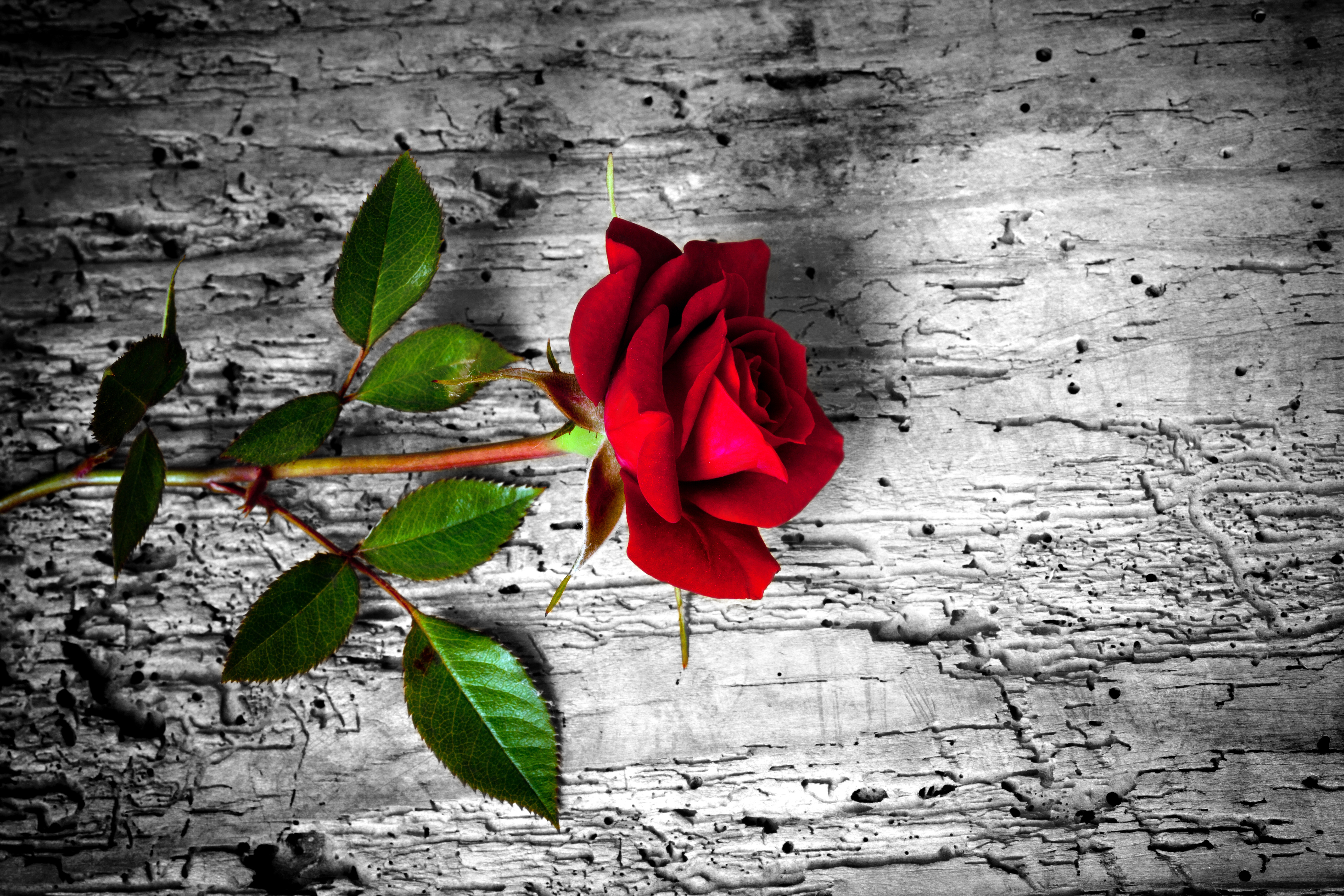 Baixe gratuitamente a imagem Flores, Rosa, Flor, Rosa Vermelha, Flor Vermelha, Terra/natureza na área de trabalho do seu PC