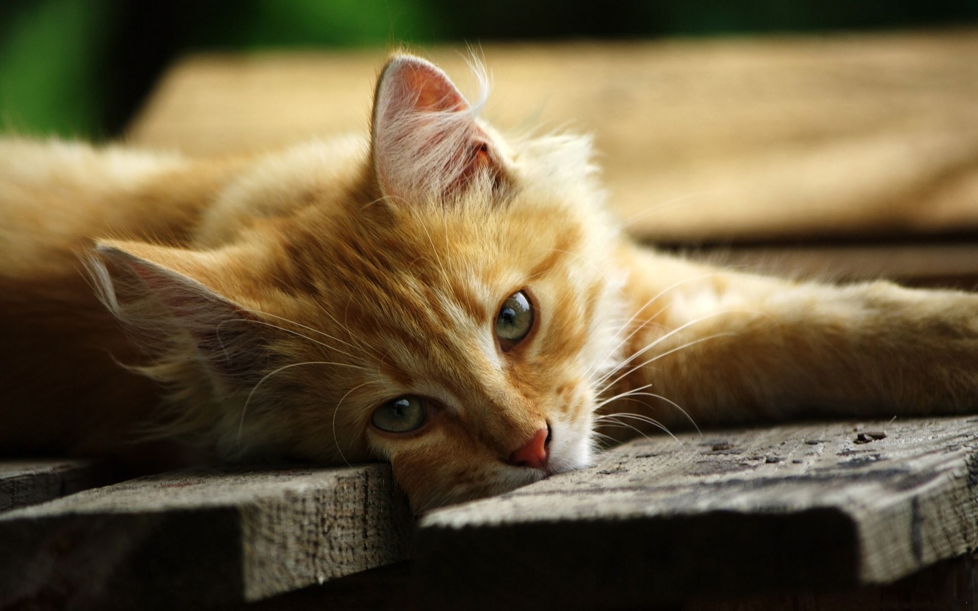 Free download wallpaper Cat, Animal on your PC desktop