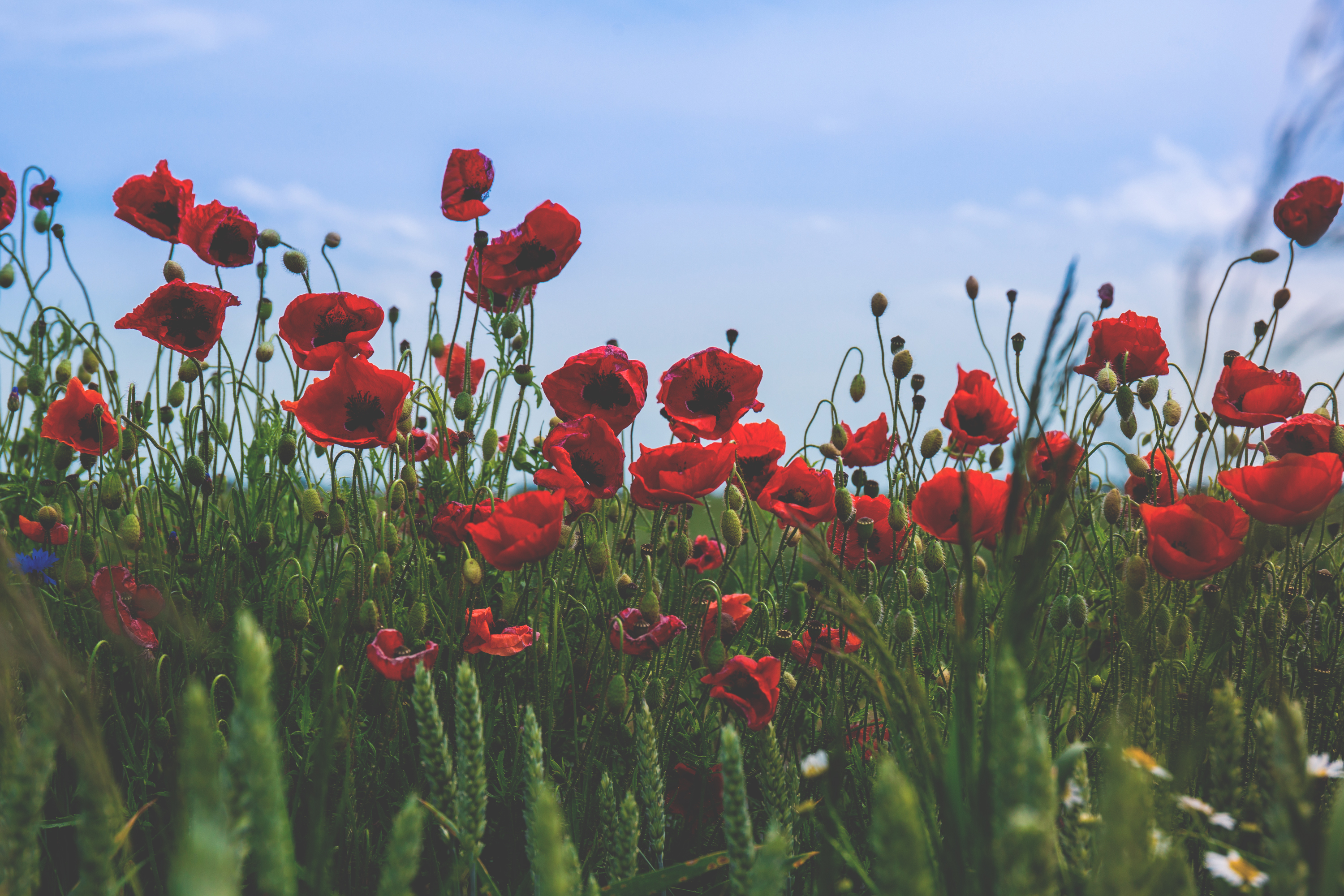 Handy-Wallpaper Natur, Blumen, Mohn, Sommer, Blume, Rote Blume, Erde/natur kostenlos herunterladen.