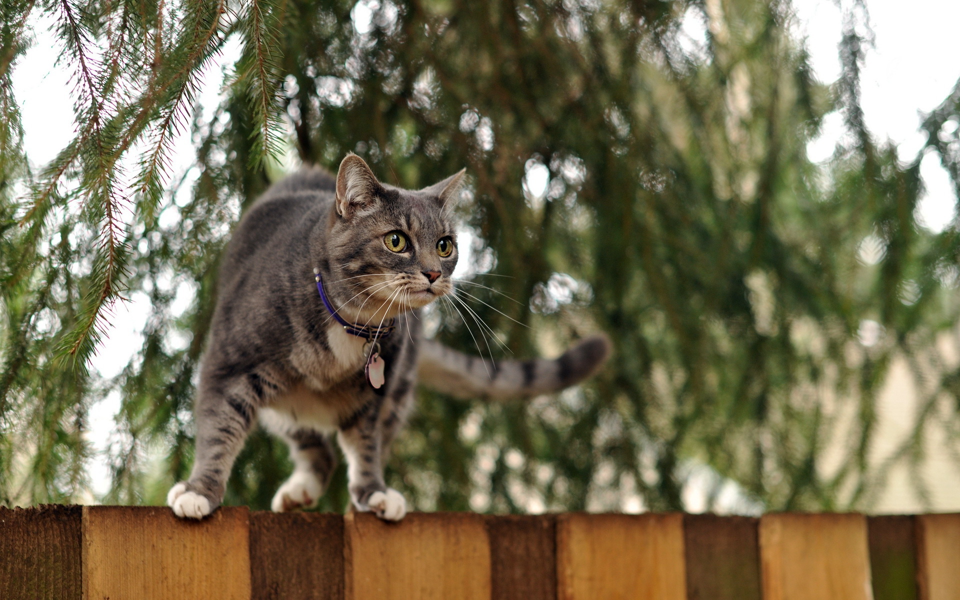 Laden Sie das Tiere, Katzen, Katze-Bild kostenlos auf Ihren PC-Desktop herunter