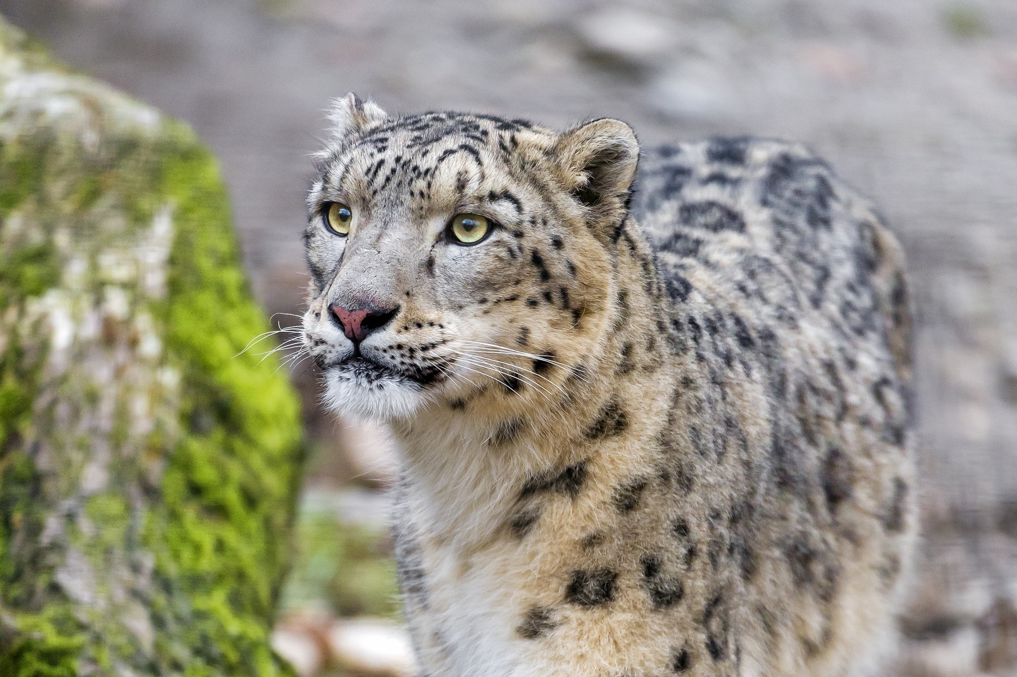 120853 télécharger le fond d'écran prédateur, animaux, snow leopard, léopard, museau, muselière, chat sauvage, irbis - économiseurs d'écran et images gratuitement