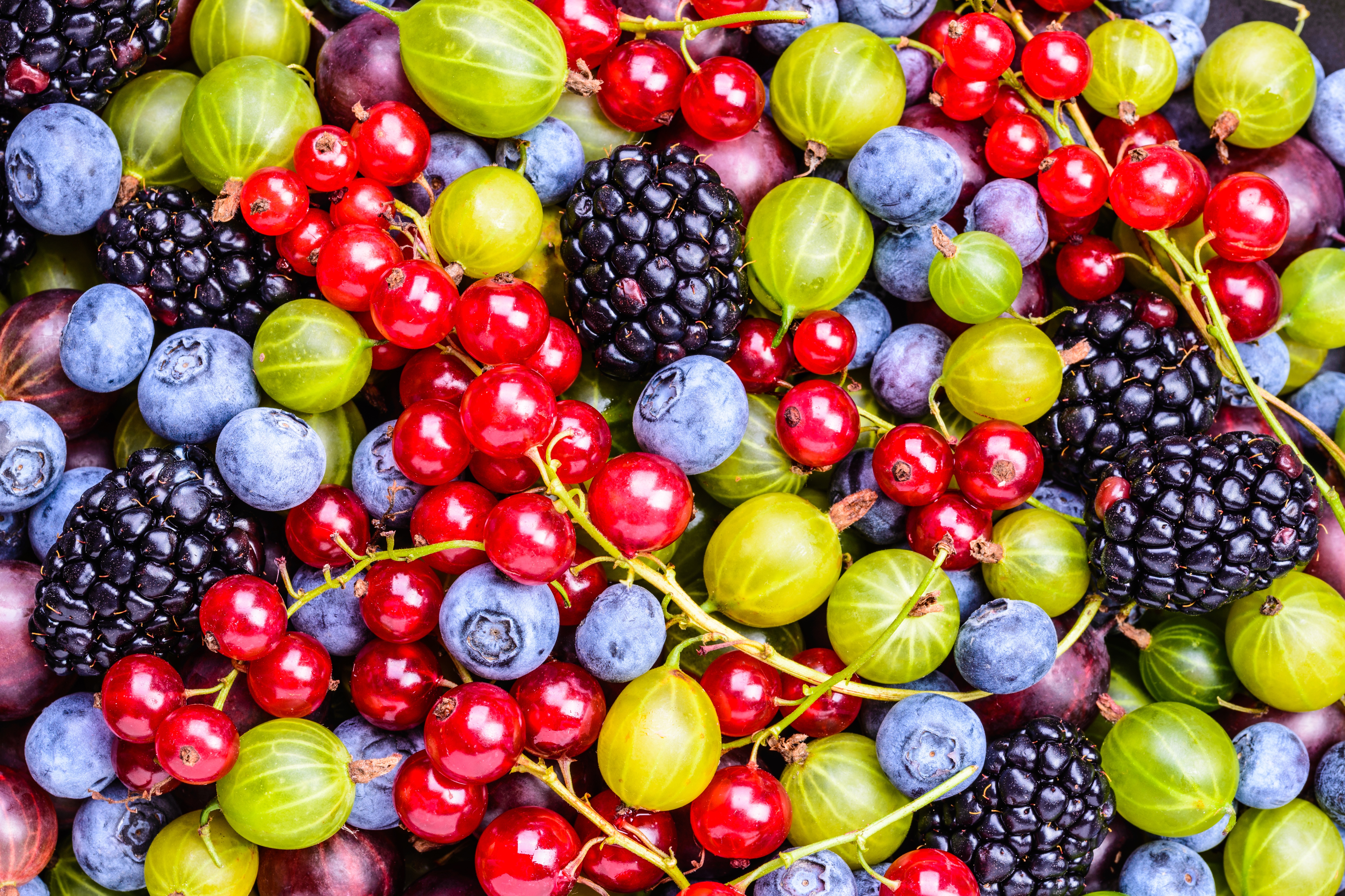873092 завантажити шпалери ягода, харчування, ожина, чорниця, смородина, фрукти - заставки і картинки безкоштовно