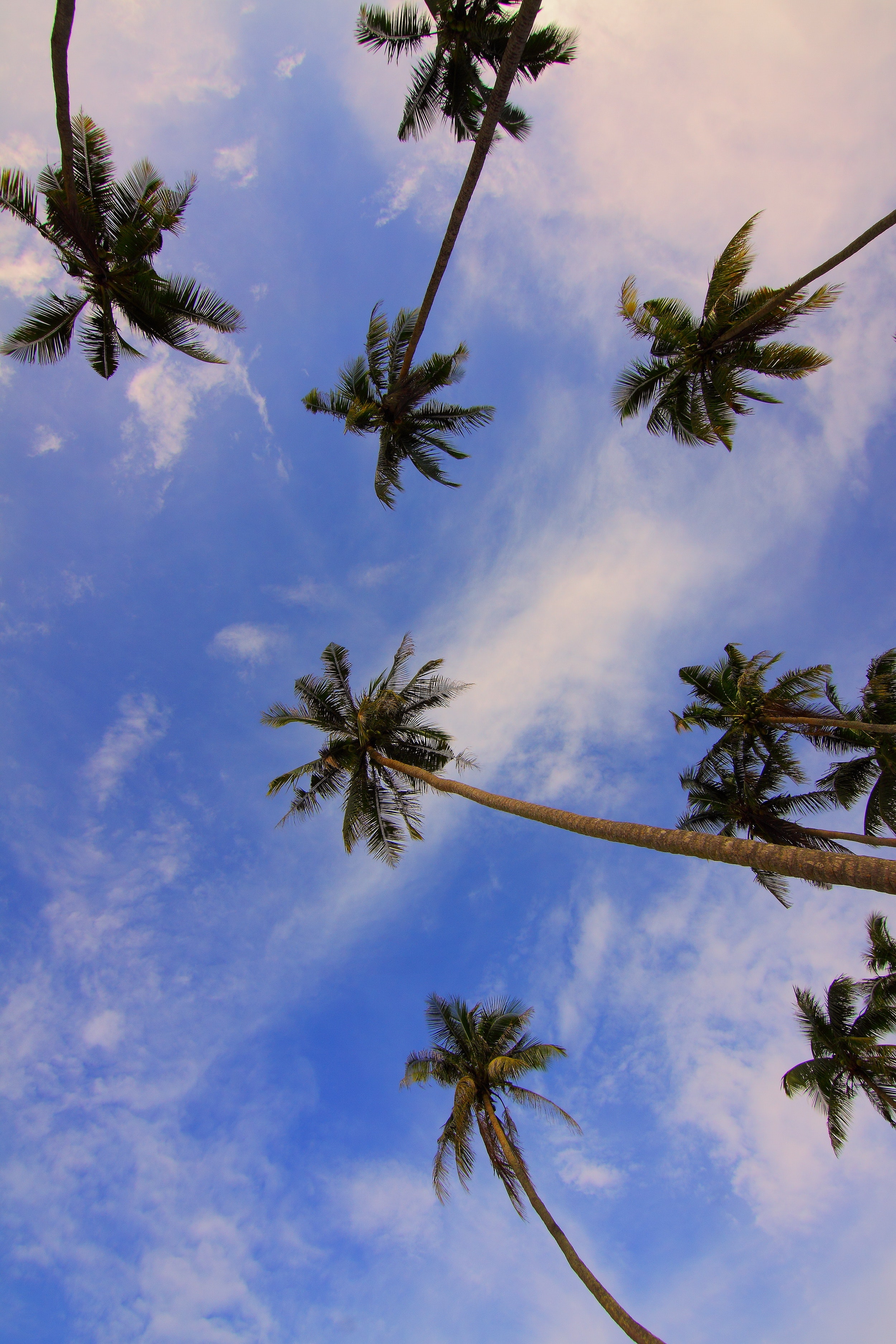 Download mobile wallpaper Branches, Bottom View, Trees, Nature, Tropics, Palms for free.