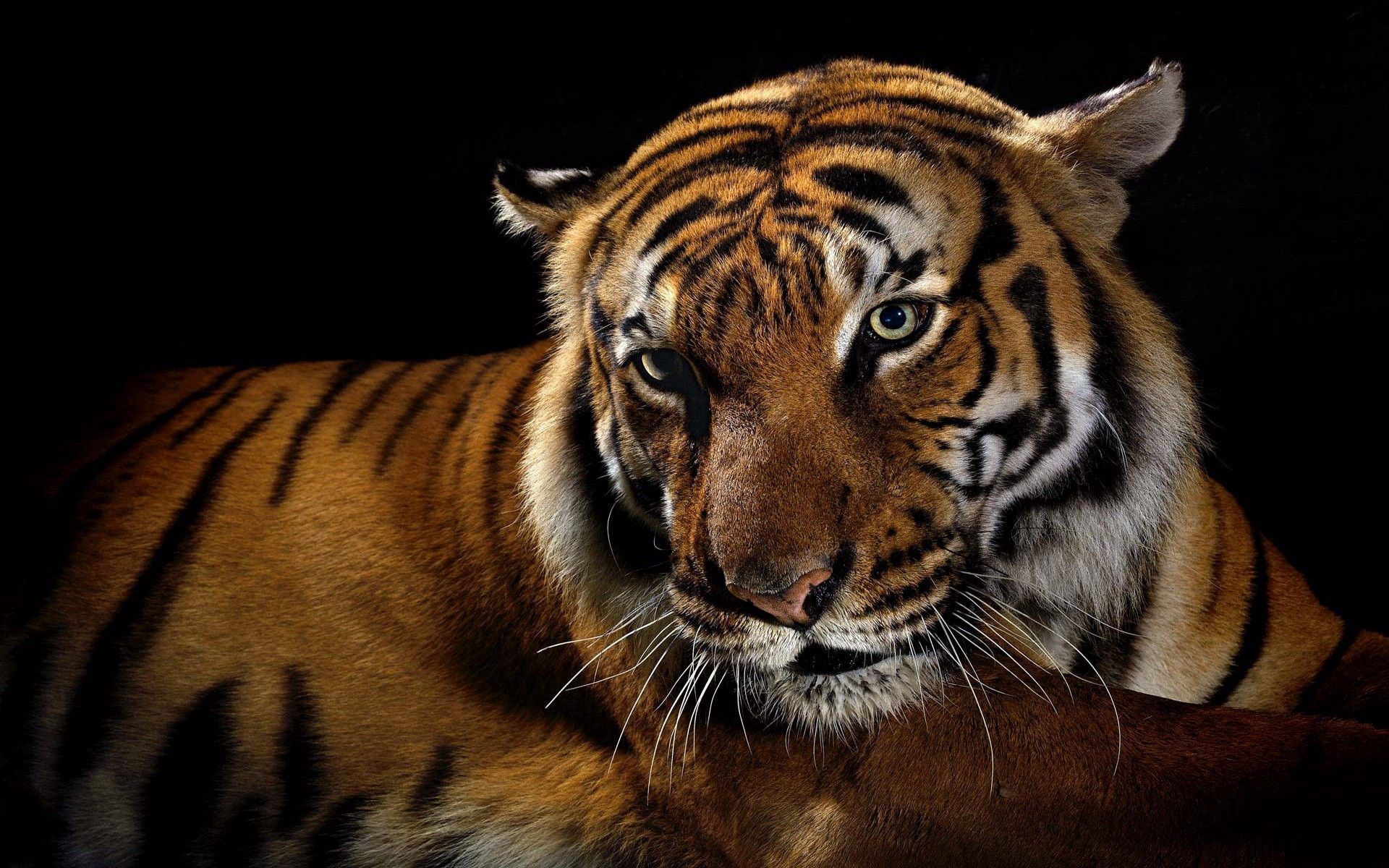 Download mobile wallpaper Tiger, Animals, Striped, Big Cat, Shadow for free.