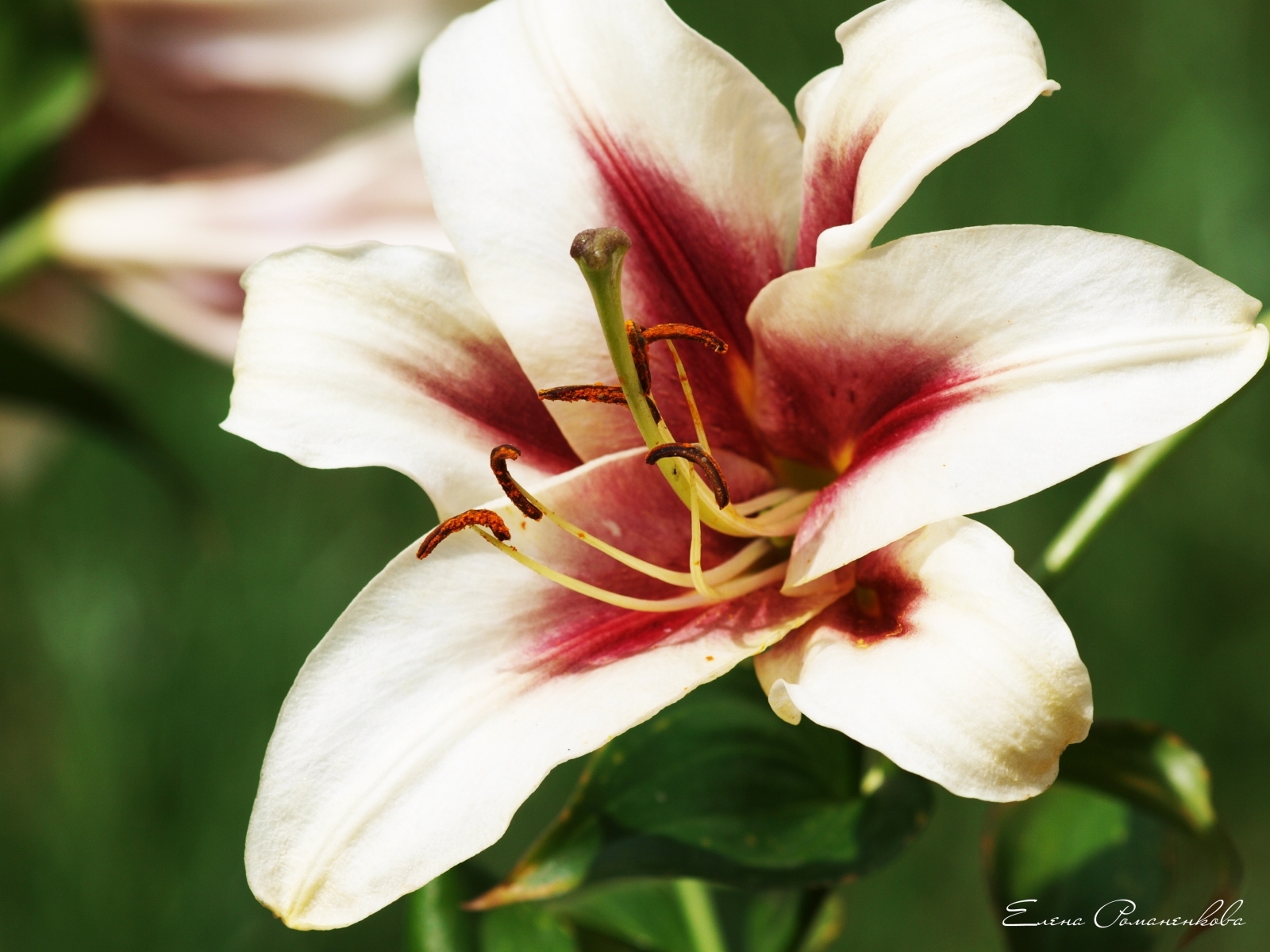 Téléchargez gratuitement l'image Lilies, Plantes, Fleurs sur le bureau de votre PC