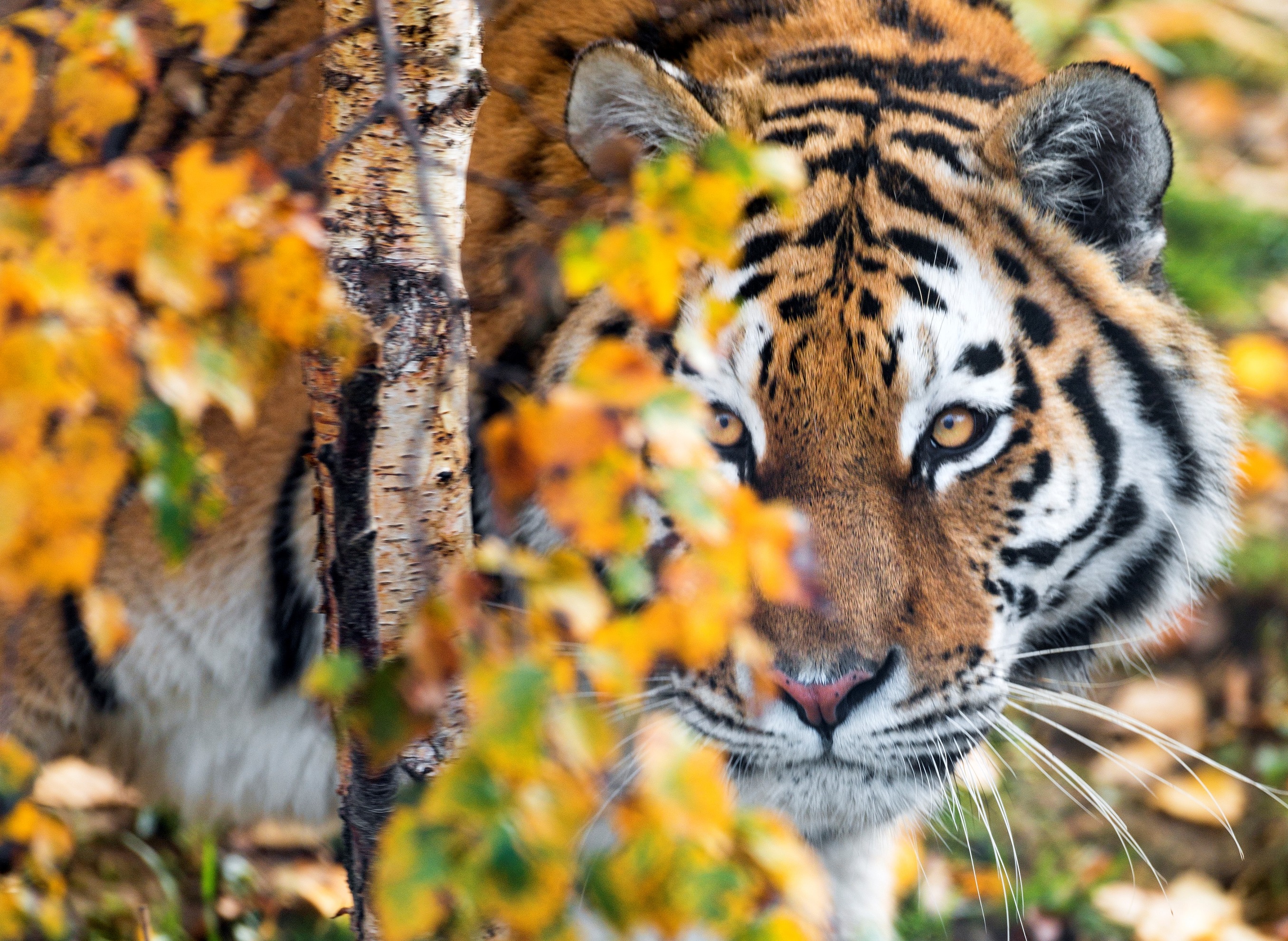 Handy-Wallpaper Tiere, Katzen, Tiger, Gesicht kostenlos herunterladen.