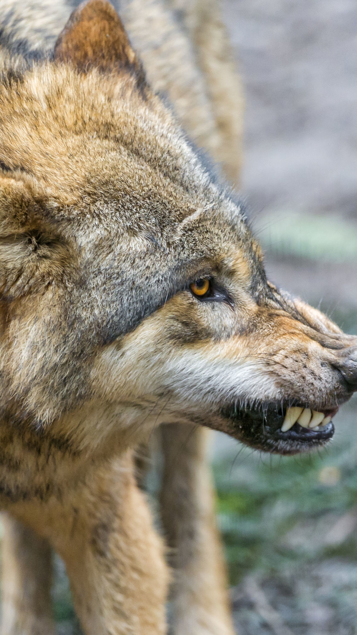 1180960 descargar imagen animales, lobo, gruñido, wolves: fondos de pantalla y protectores de pantalla gratis
