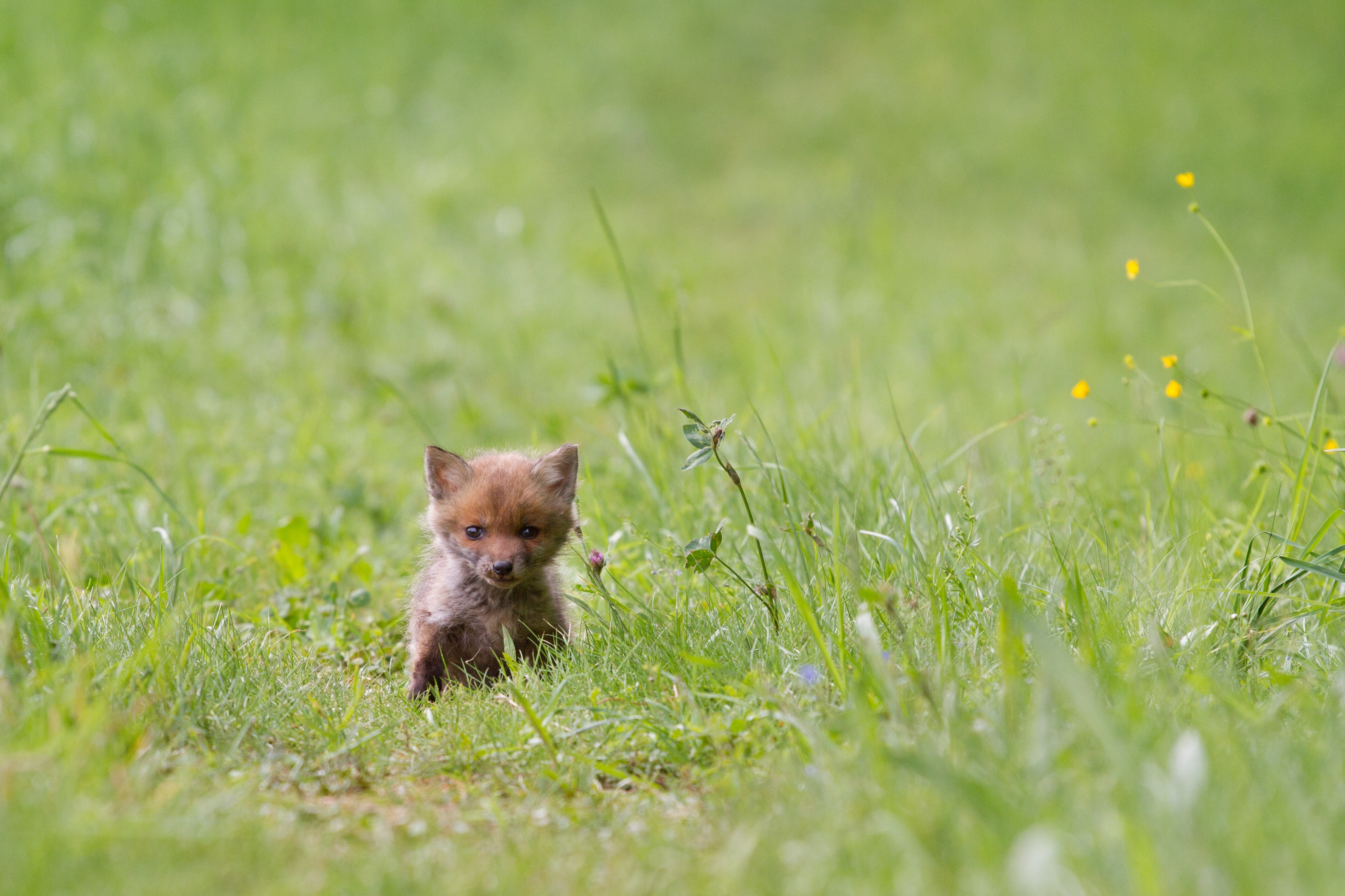 fox, animals, grass, young, joey Full HD