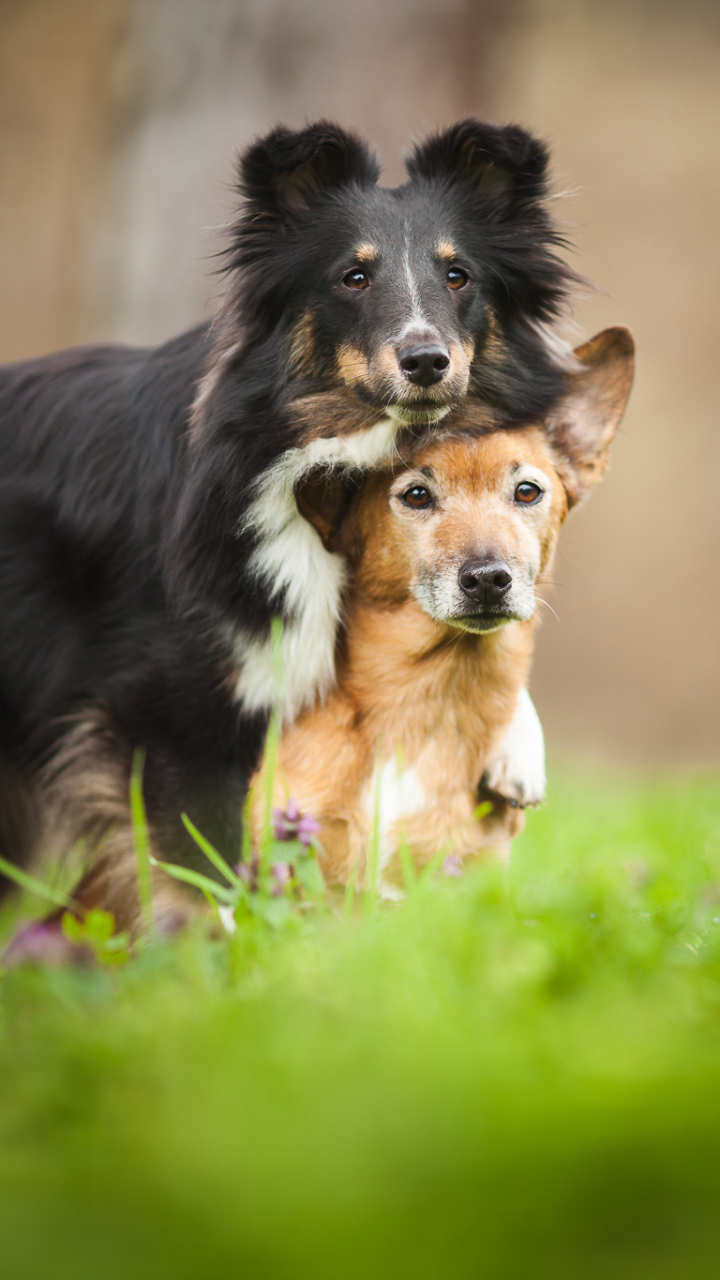 Descarga gratuita de fondo de pantalla para móvil de Animales, Perros, Amor, Perro, Lindo, Parejas.