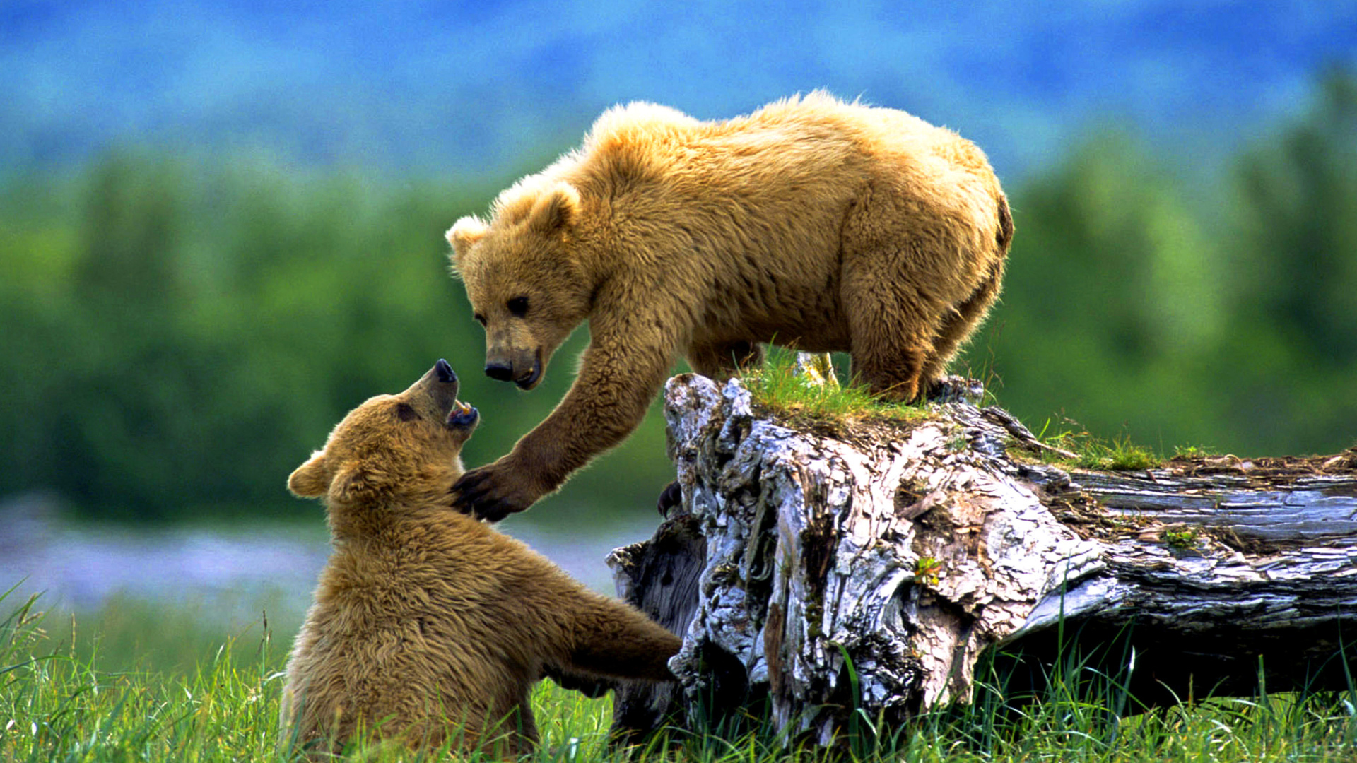 animal, bear, brown bear, bears