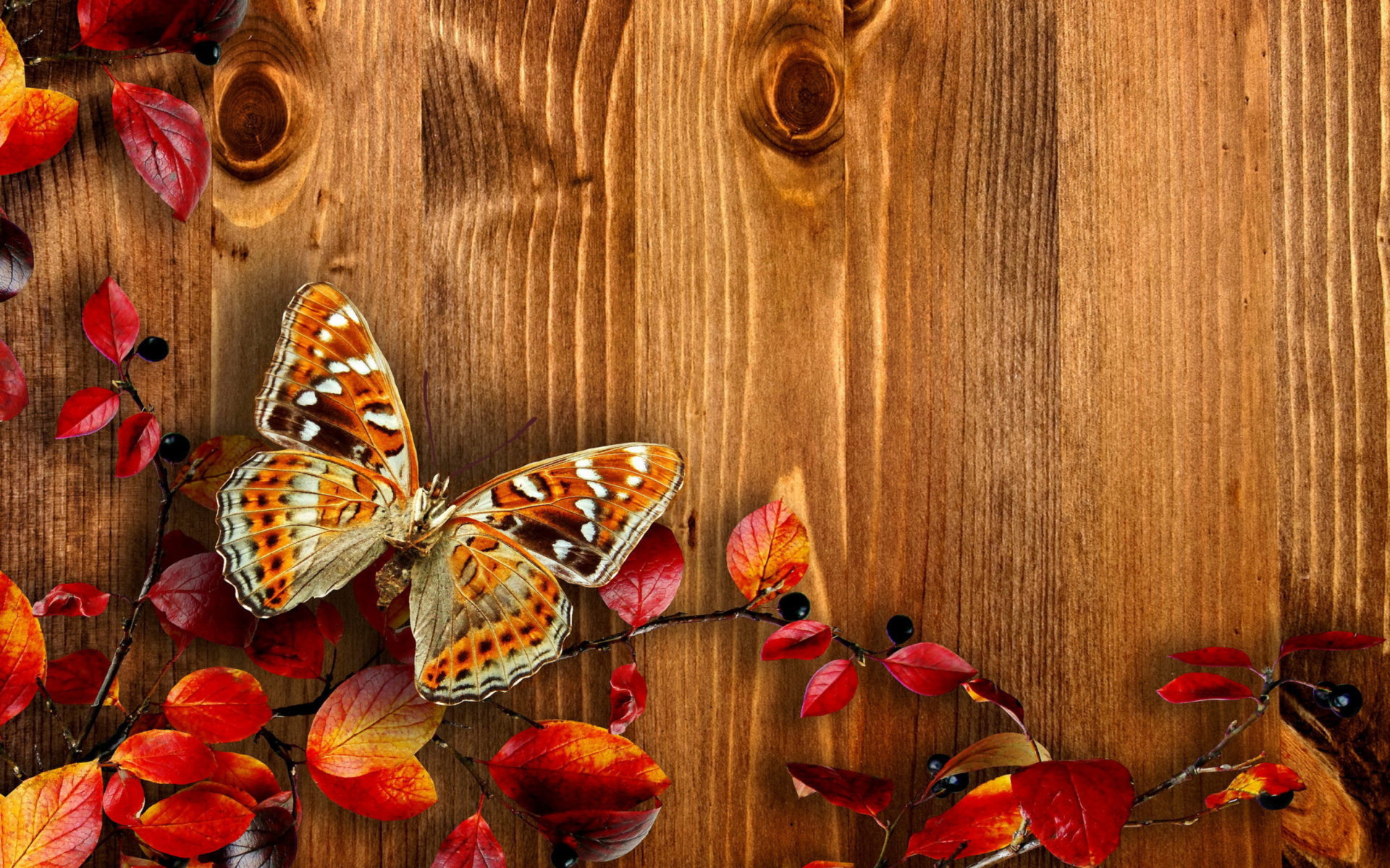 Скачать обои бесплатно Осень, Бабочка, Листва, Художественные картинка на рабочий стол ПК