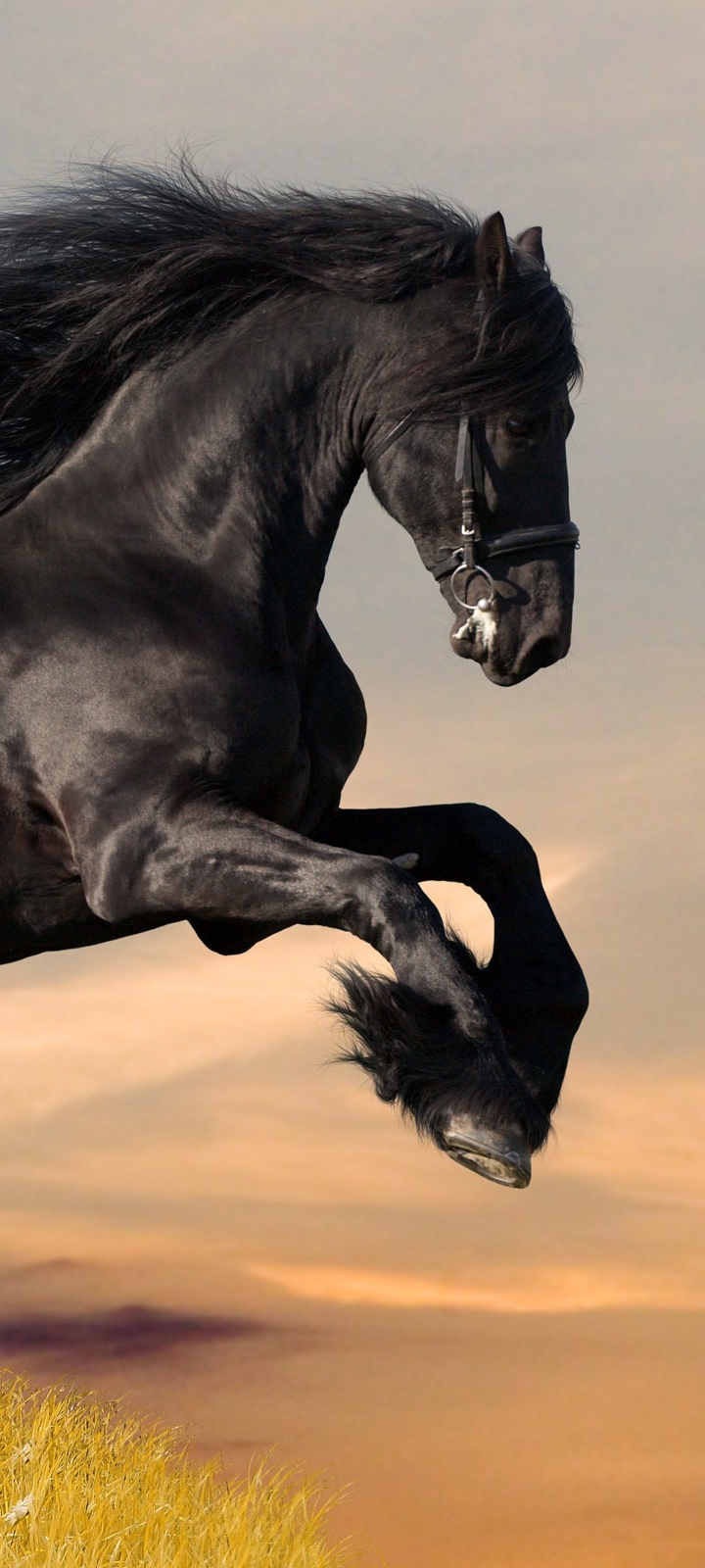 1392020 descargar fondo de pantalla animales, caballo frisón: protectores de pantalla e imágenes gratis