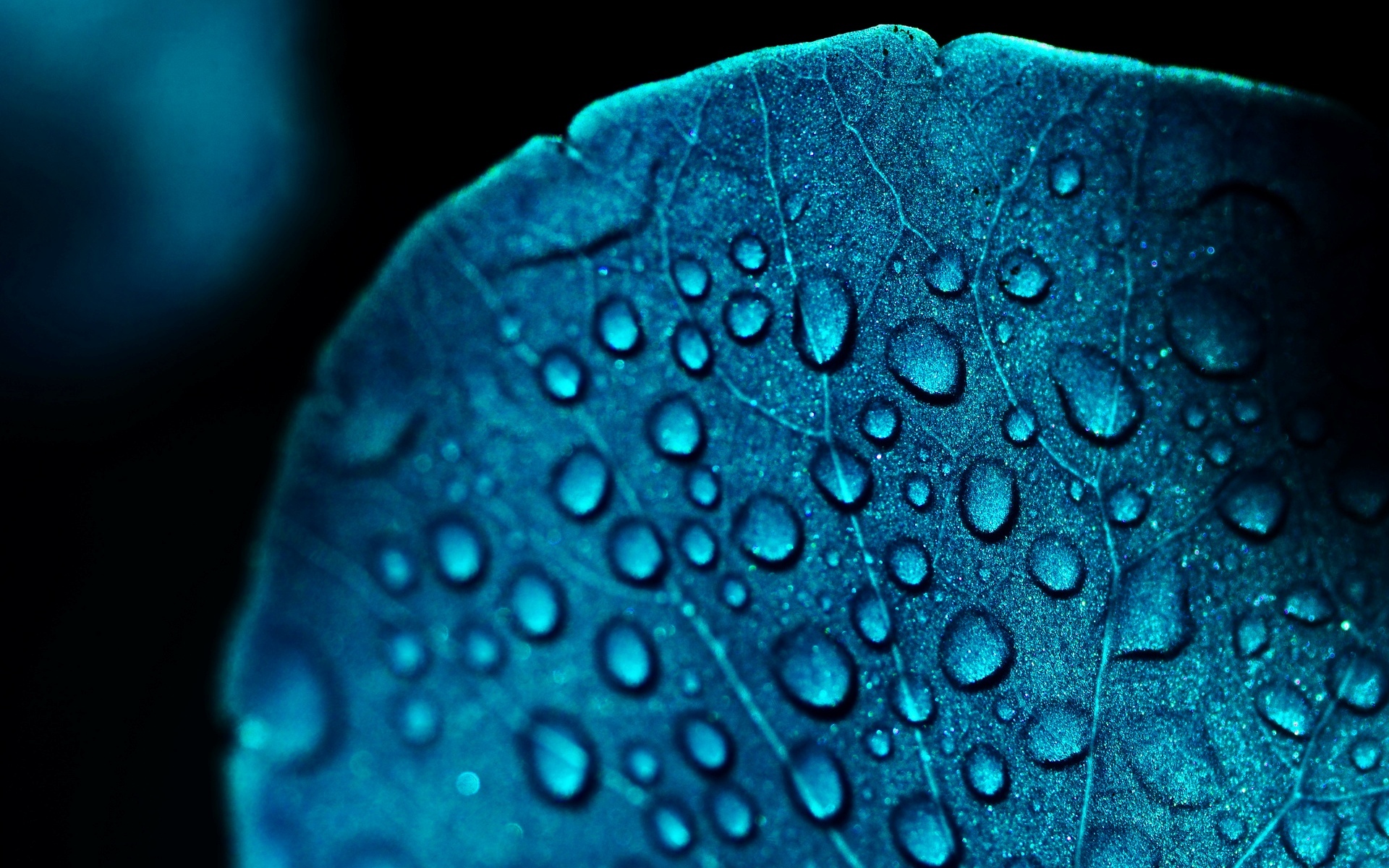 Download mobile wallpaper Nature, Leaf, Earth, Dew, Water Drop for free.