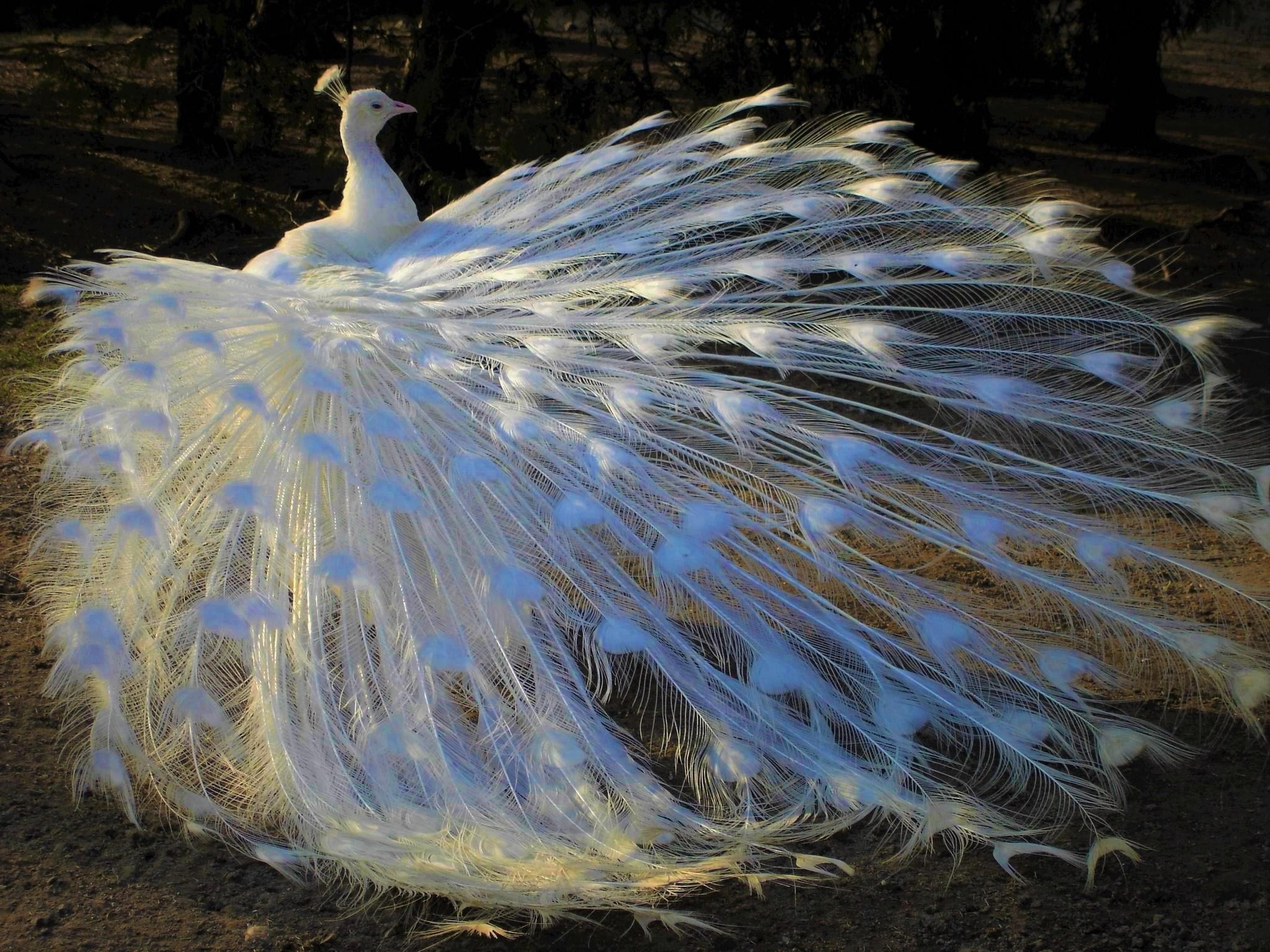 416190 Hintergrundbild herunterladen tiere, pfau, albino, vogel, weiß, vögel - Bildschirmschoner und Bilder kostenlos