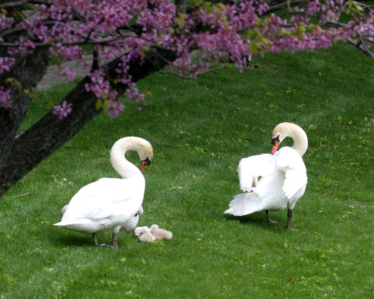 swans, animals, birds, green