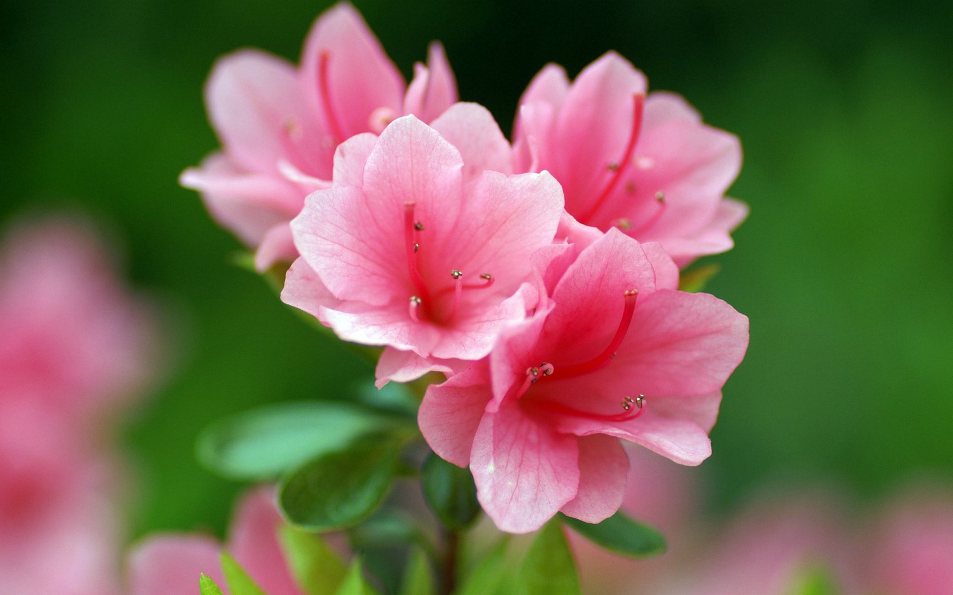 Descarga gratuita de fondo de pantalla para móvil de Flores, Flor, Tierra/naturaleza.