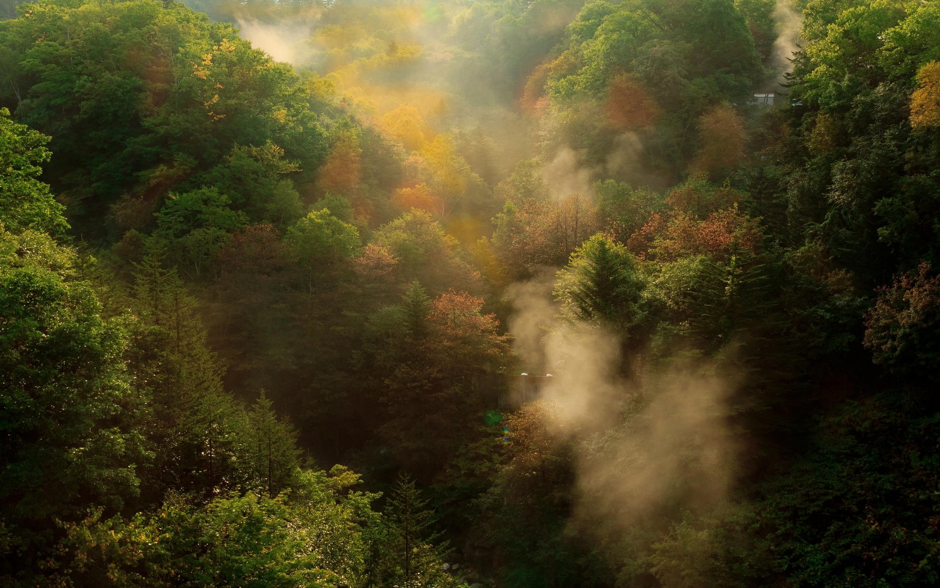 Handy-Wallpaper Landschaft, Wald, Nebel, Erde/natur kostenlos herunterladen.