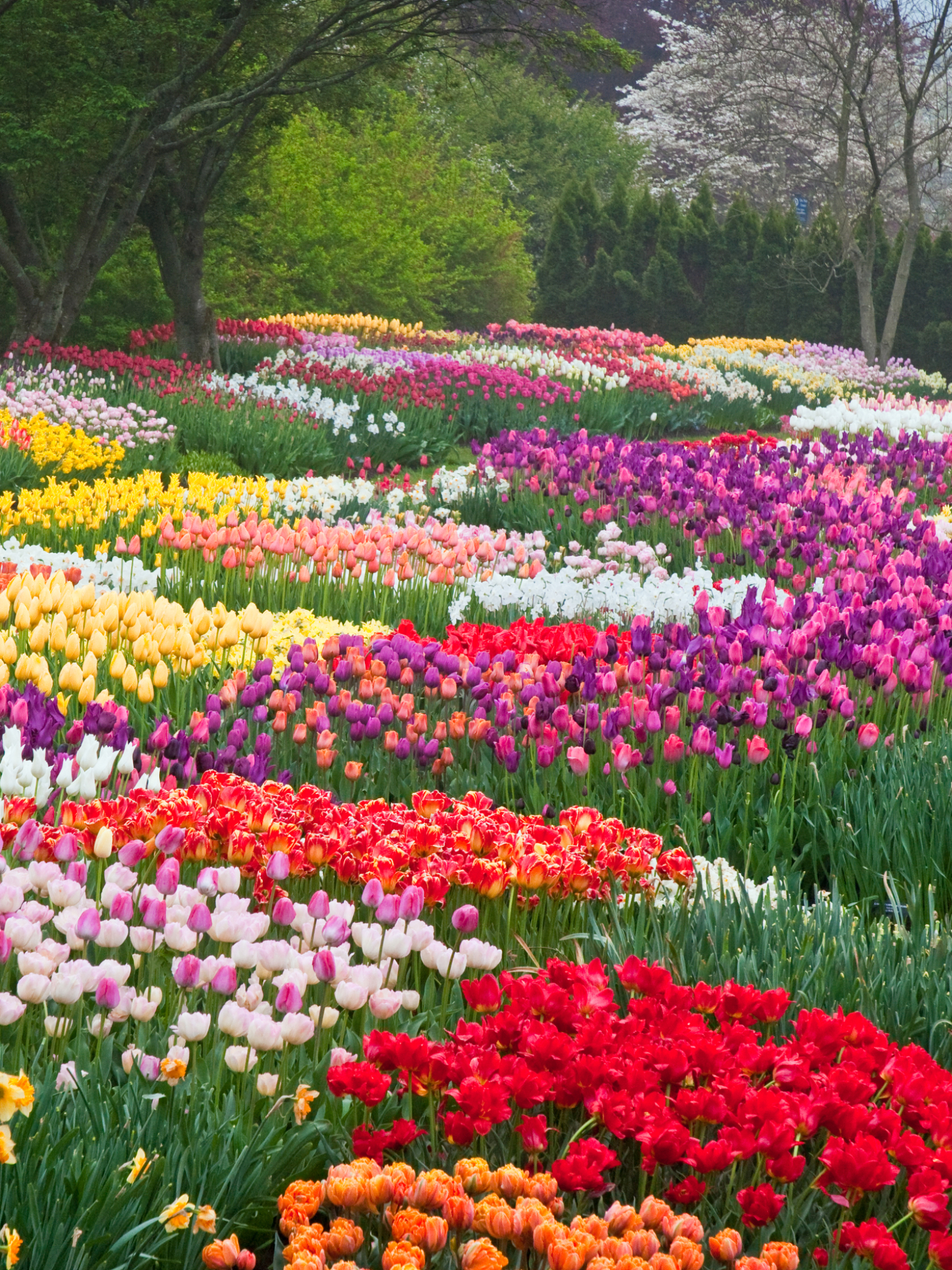 Download mobile wallpaper Flower, Park, Earth, Colors, Spring, Tulip, Netherlands for free.
