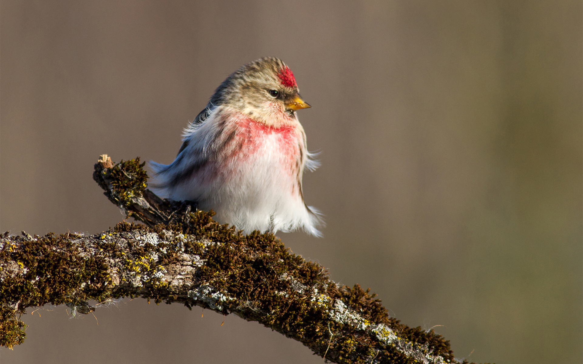 Free download wallpaper Birds, Bird, Animal on your PC desktop