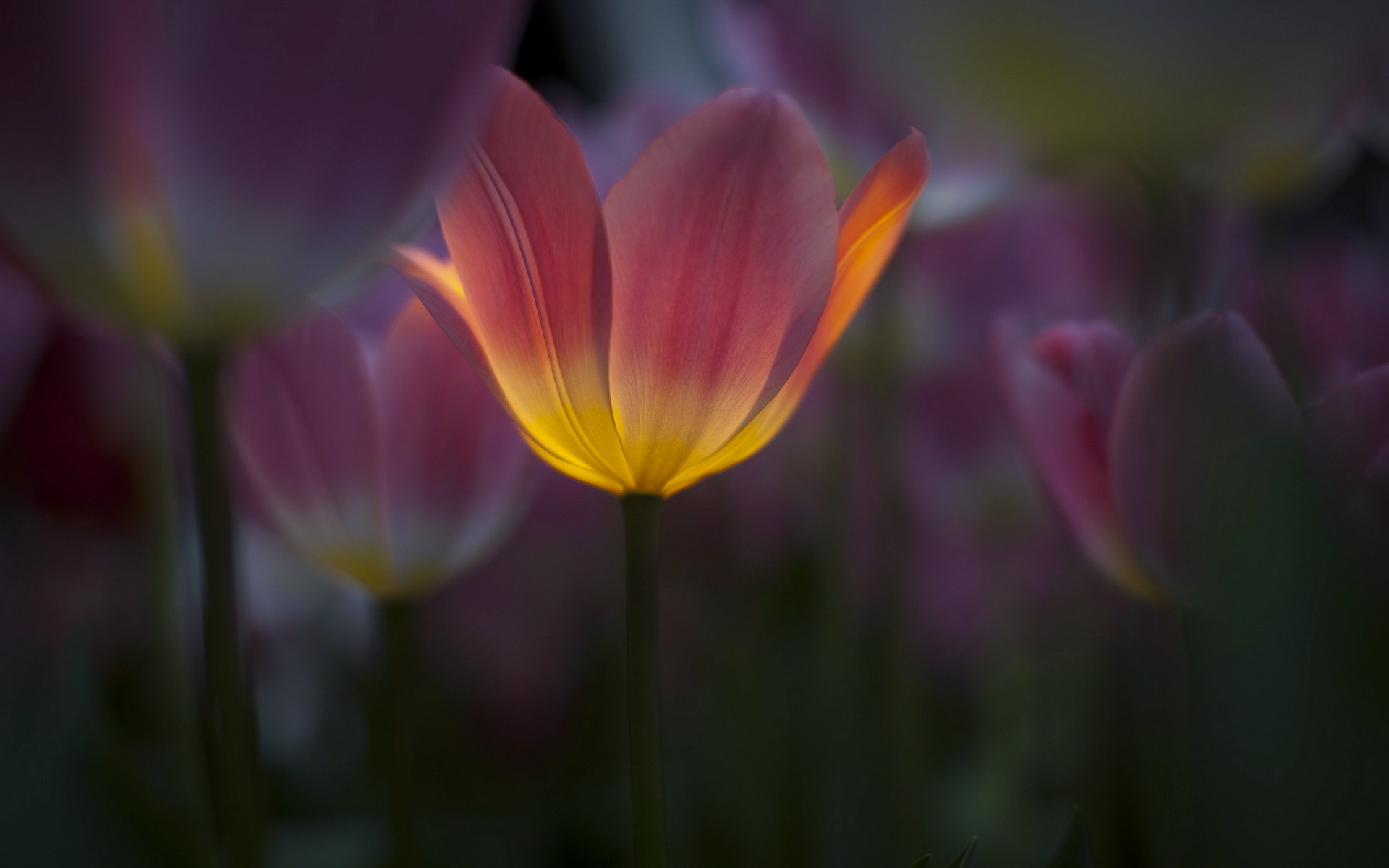 Download mobile wallpaper Tulip, Flowers, Earth for free.