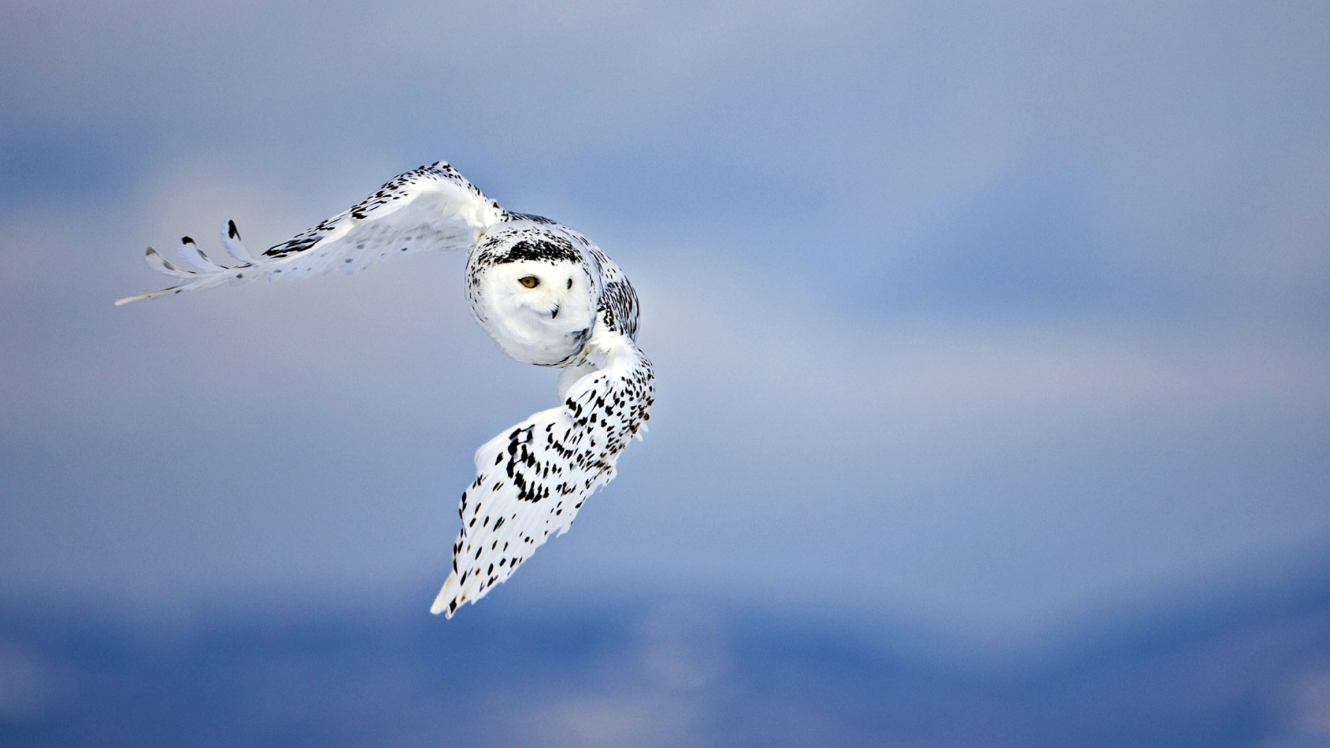 Free download wallpaper Snowy Owl, Birds, Animal on your PC desktop