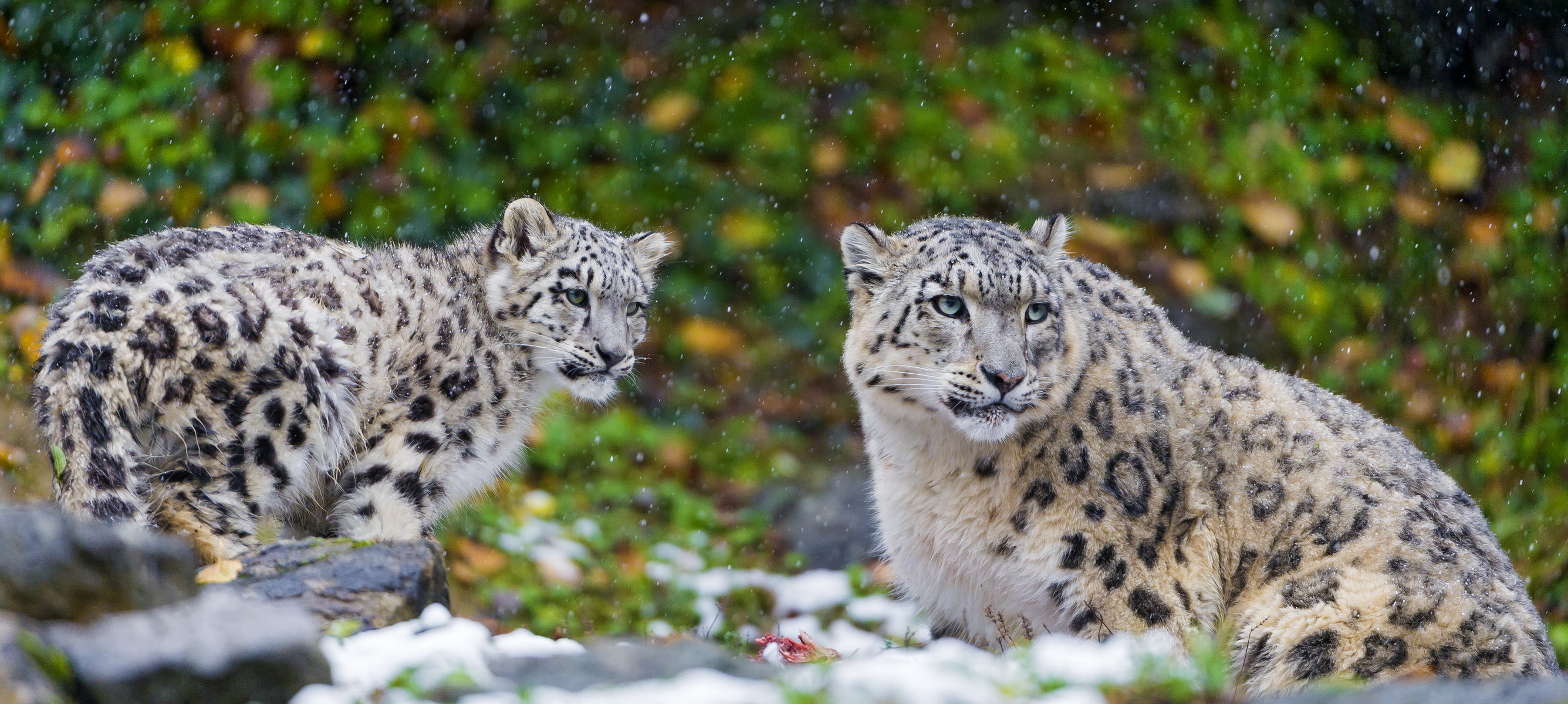 Laden Sie das Tiere, Katzen, Schneeleopard-Bild kostenlos auf Ihren PC-Desktop herunter