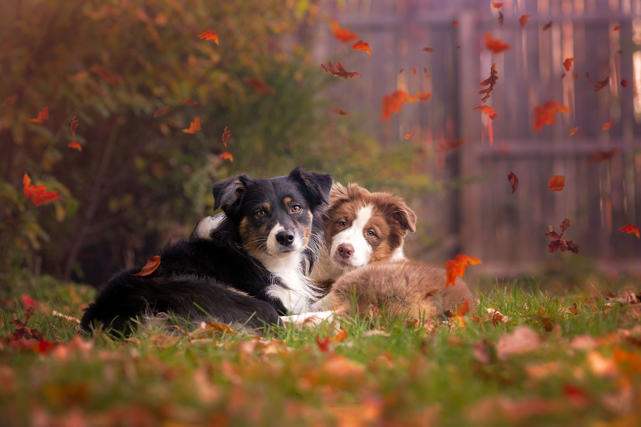 408023 скачать обои собаки, осень, животные, грубый колли, собака, листва, глазеть - заставки и картинки бесплатно