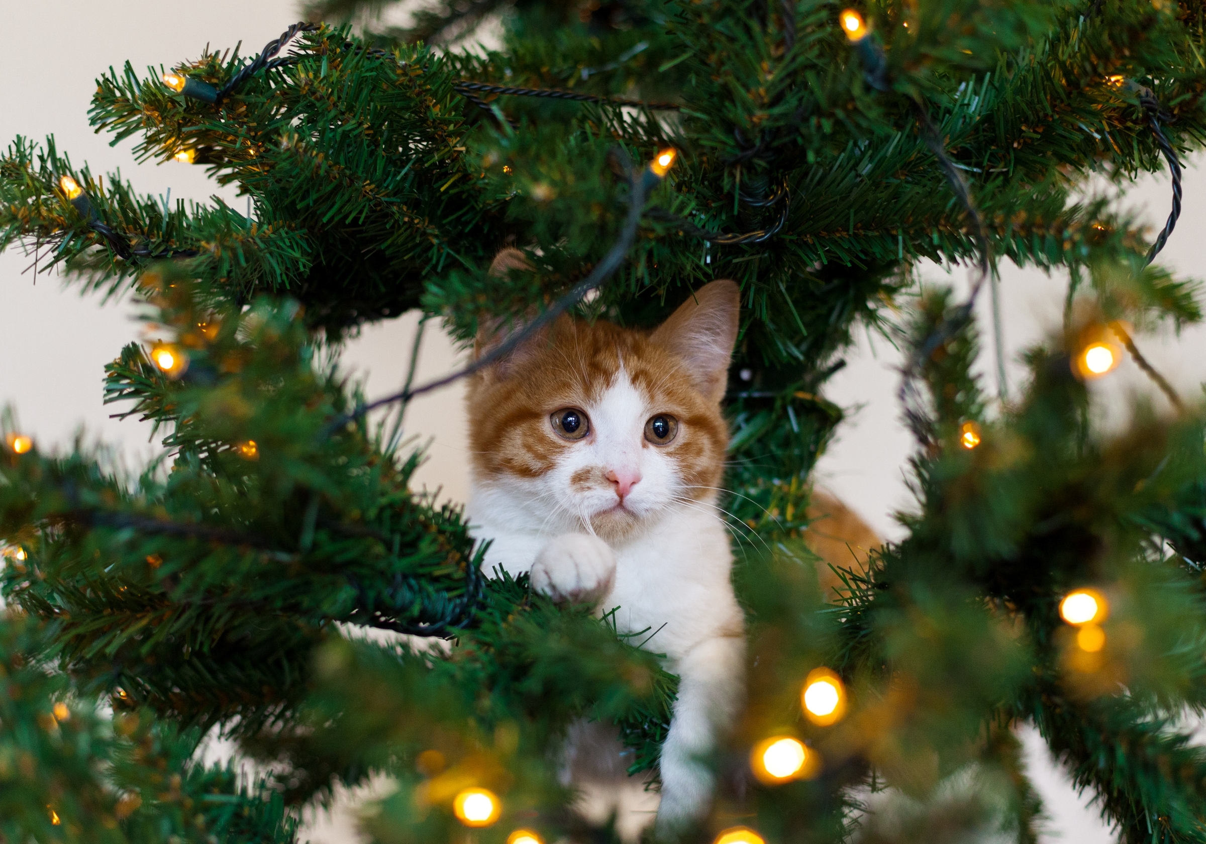 Baixe gratuitamente a imagem Animais, Gatos, Gato na área de trabalho do seu PC