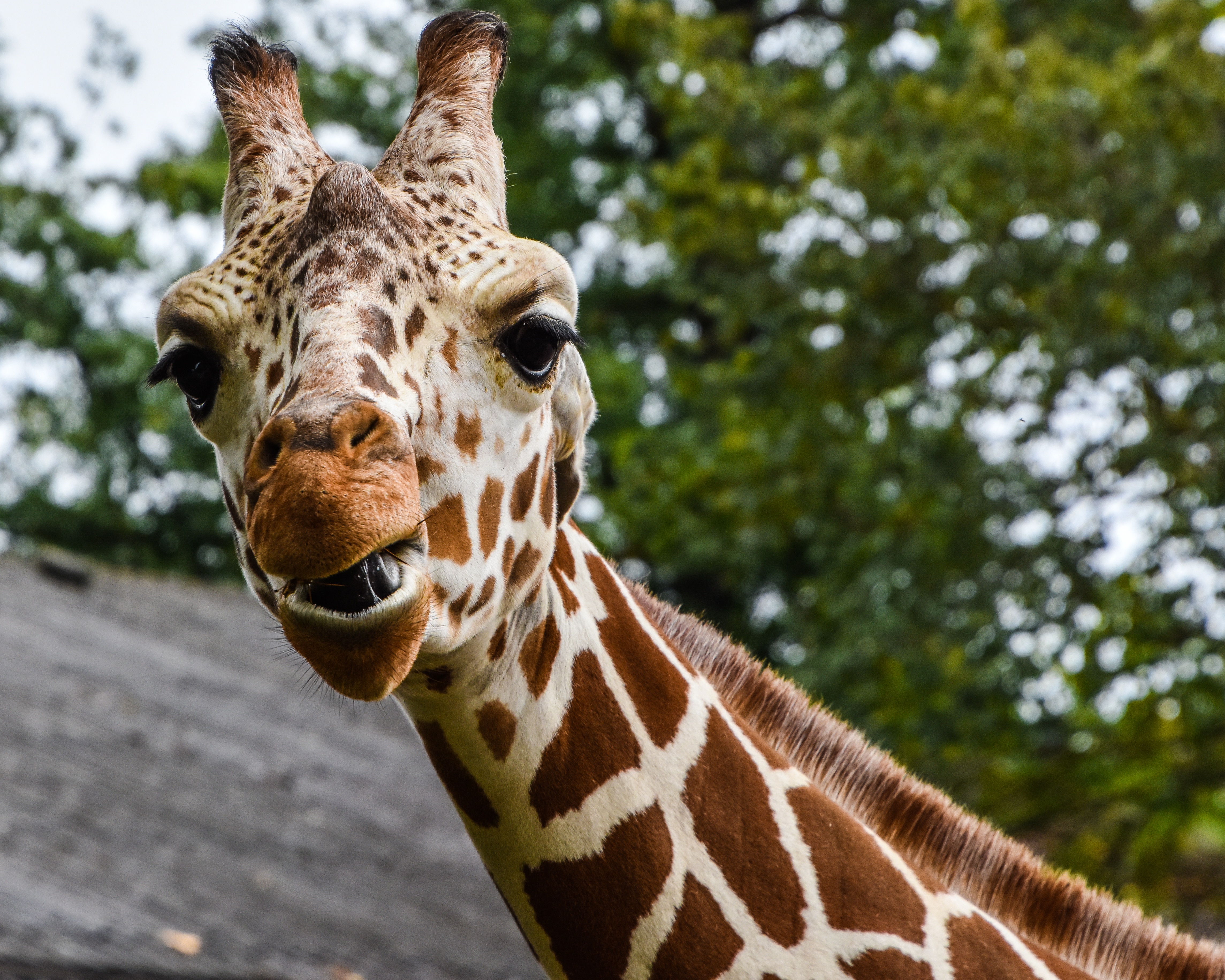 Laden Sie das Schnauze, Gefleckt, Fleckig, Tiere, Giraffe-Bild kostenlos auf Ihren PC-Desktop herunter