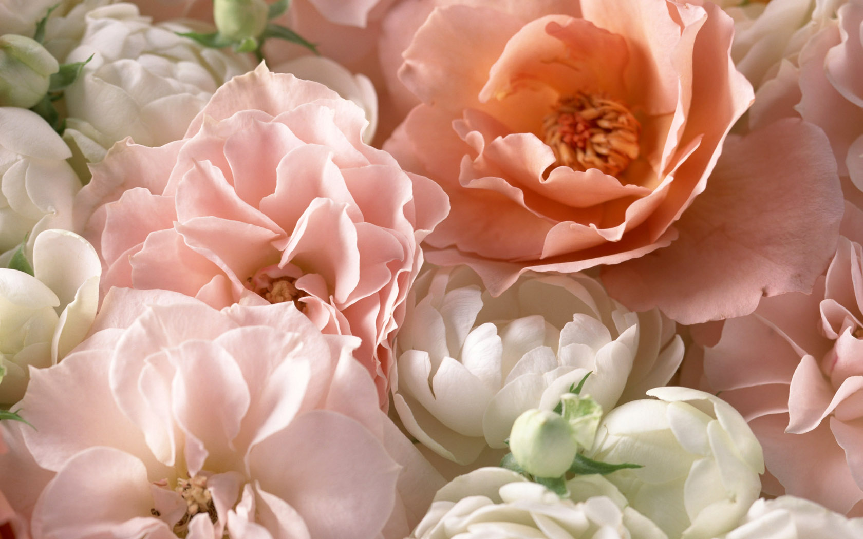 378481壁紙のダウンロード地球, 牡丹, 花, ピンクの花, 白, フラワーズ-スクリーンセーバーと写真を無料で