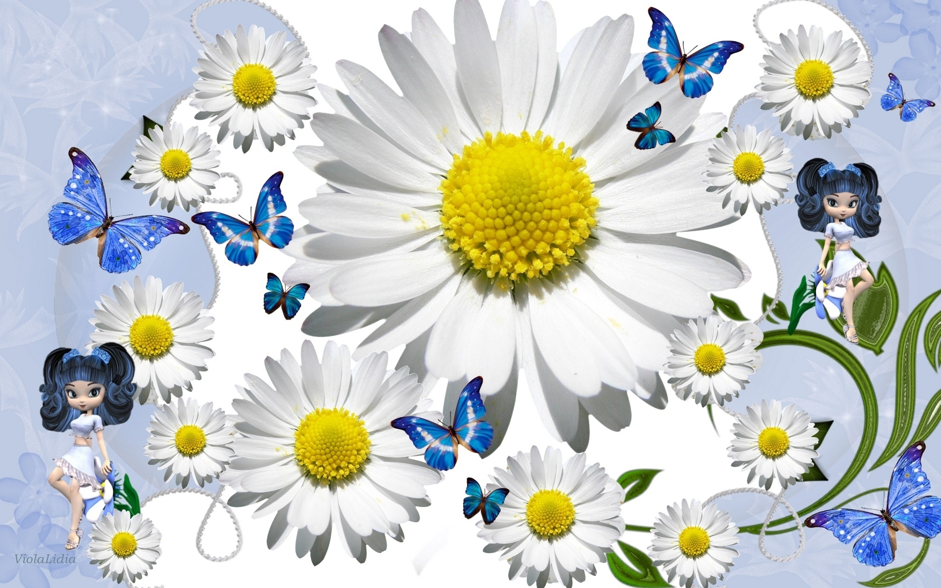 Handy-Wallpaper Schmetterlinge, Blume, Frühling, Gänseblümchen, Weiße Blume, Künstlerisch kostenlos herunterladen.